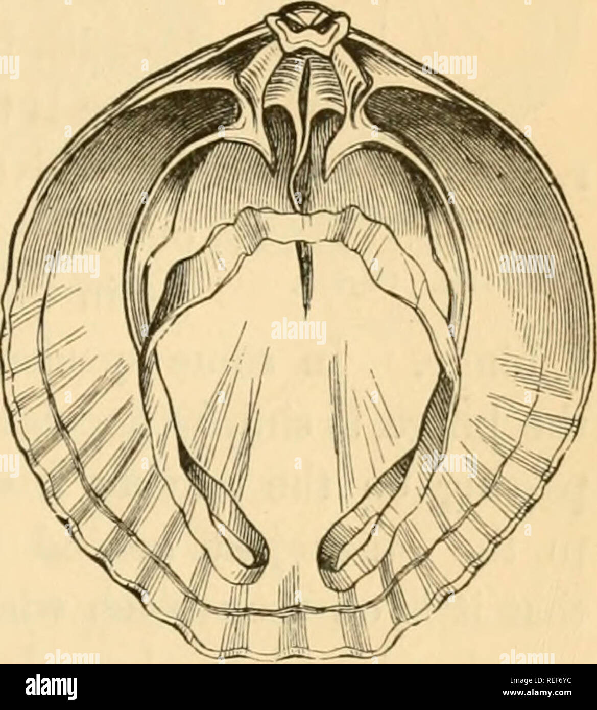 . Comparative zoology, structural and systematic. For use in schools
