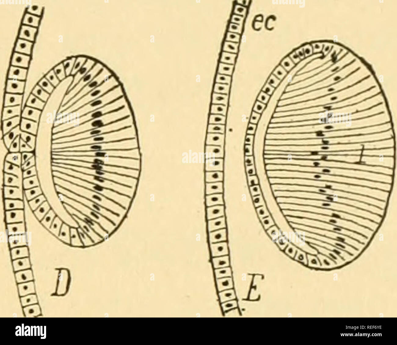 . Comparative anatomy. Anatomy, Comparative. THE SENSE ORGANS 589 Where