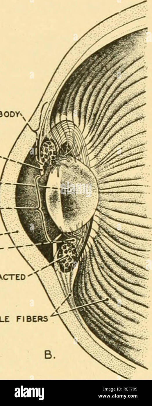 . Comparative anatomy. Anatomy, Comparative. RADIAL MUSCLE FIBERS