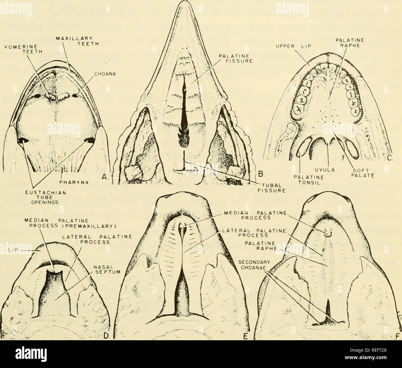 . Comparative embryology of the vertebrates; with 2057 drawings and photos. grouped as 380 illus. Vertebrates -- Embryology; Comparative embryology. DEVELOPMENT OF THE DIGESTIVE TUBE 615. Fig. 289. Palatal conditions in frog, chick, and mammal. (A) Frog, adult. (B) Chick, 16-day embryo. (C) Human adult. (Redrawn and modified from Morris, 1942, Human Anatomy, Blakiston, Phila.) Only the anterior or hard palate is supported by bone, the soft palate being a fleshy continuation of the palate caudally toward the pharyngeal area. (D-F) Stages in development of the palate in the pig. (D) 20.5 mm. (E) Stock Photo