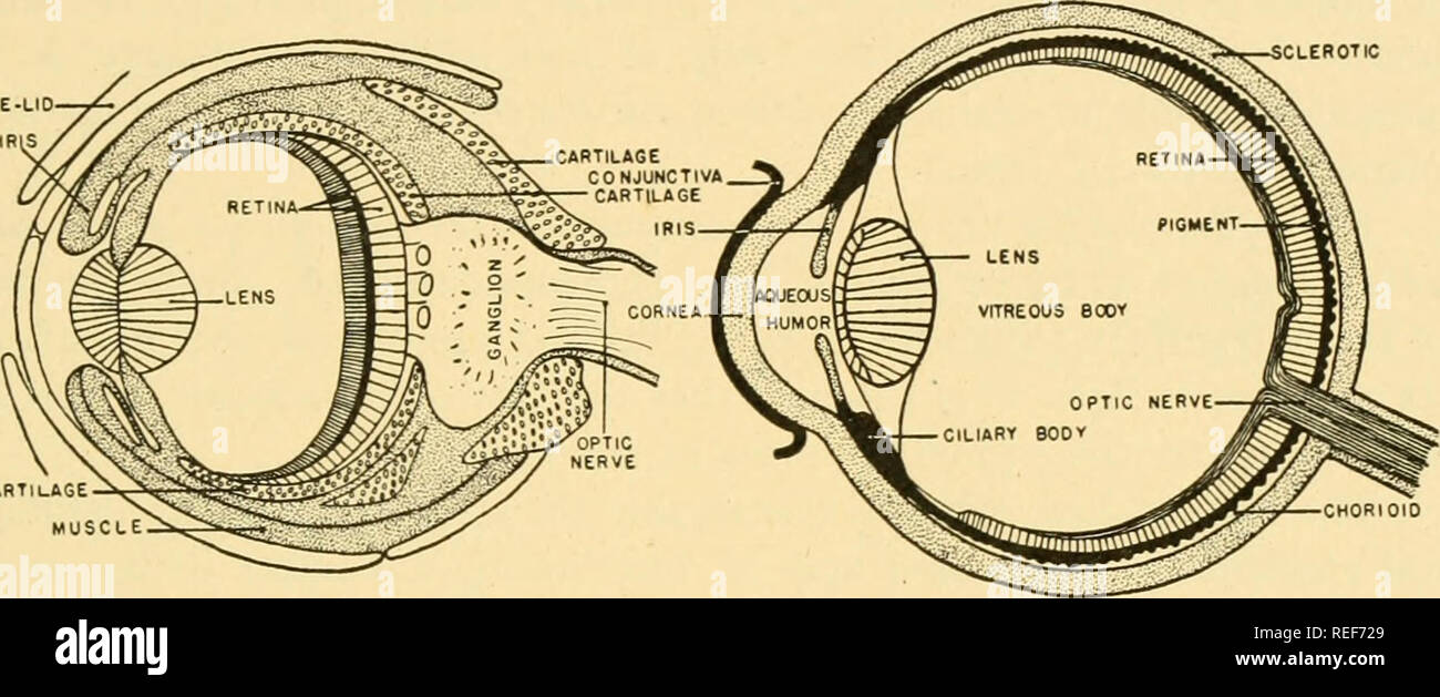 . Comparative anatomy. Anatomy, Comparative. THE SENSE ORGANS 581 nerve