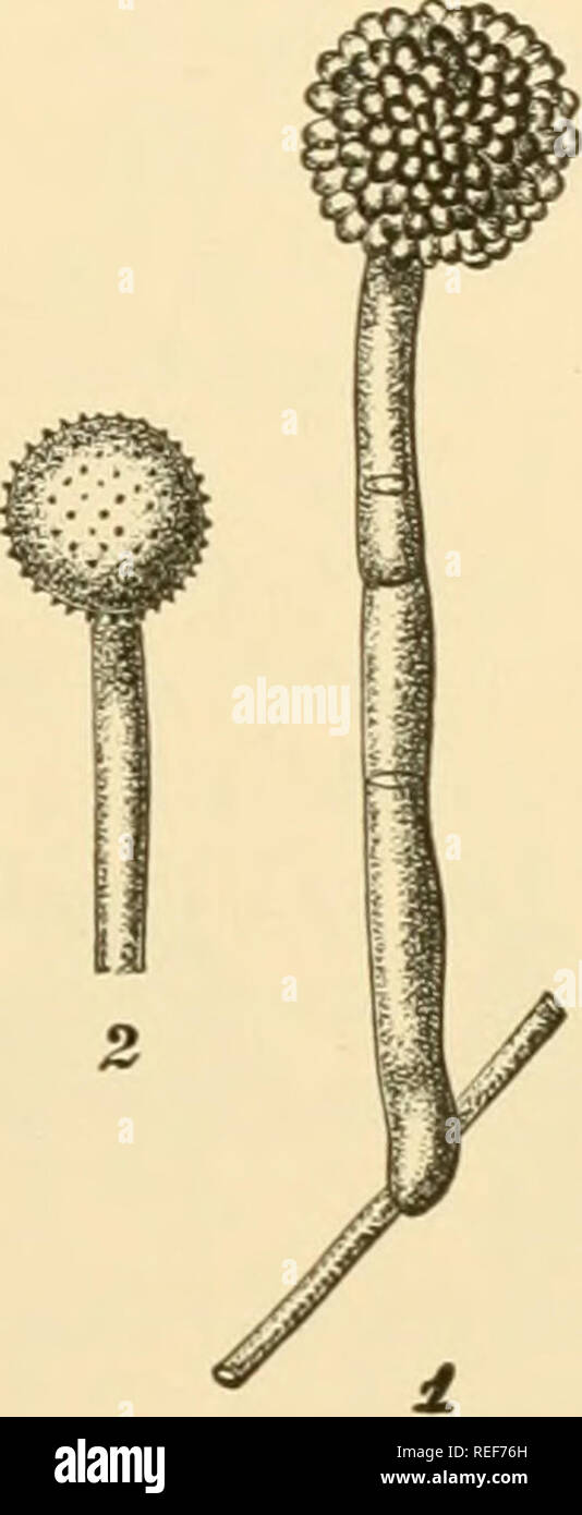 . Comparative morphology of Fungi. Fungi. Fig. 224.—Pushdaria vesiculosa. 1. Conidiophore from mycelium. 2. Tip of conidio- phore after discharge of spores. 3 to 5. Ascospores and germ tubes developing directly to conidiophore. Plicaria repanda. 6. Branched conidiophores. 7 Germinating conidia. 8. Mature ascus. (1 to 6 X 200; 7, 8 X 240; after Brefeld.) interior of the ascogonium and migrate into the ascogenous hyphae, as in cross-fertilized ascogonia. Thus amphimixis is no longer obligatory but facultative and, according to external conditions, may be replaced by autogamy. The hemiangiocarpou Stock Photo