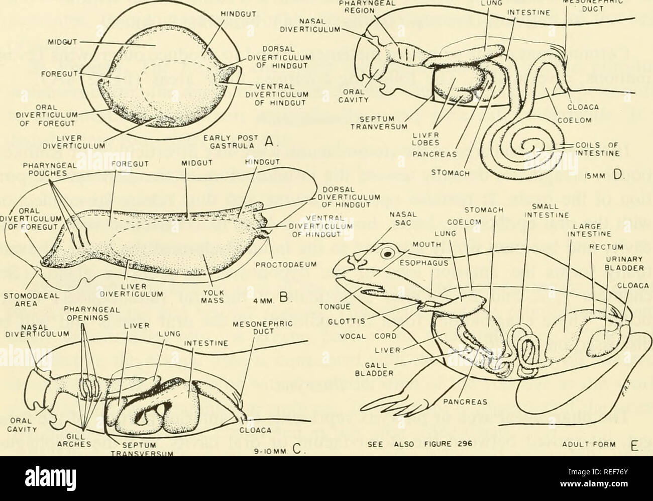 . Comparative embryology of the vertebrates; with 2057 drawings and photos. grouped as 380 illus. Vertebrates -- Embryology; Comparative embryology. 602 THE DIGESTIVE SYSTEM MESONEPMRIC / J ,' '-^ *5&amp;i °^ HINDGUT I /  V.'' ' -ra / VENTRAL / ,. SEE 4LS0 FIGURE 296 aOULT FORM ^ Fig. 280. Morphogenesis of the digestive tract in the frog. Rami pipiens. (See Chap. 10.) may be large and pouch-like, as in certain mammals, or slender and elongated, as in birds. e. Cloacal and Proctodaeal Area The most prominent cloacal diverticula occur ventrally. Ventral urinary bladders arise in this area in ma Stock Photo