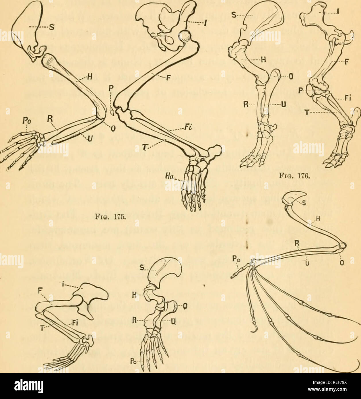 Comparative zoology, structural and systematic. For use in schools