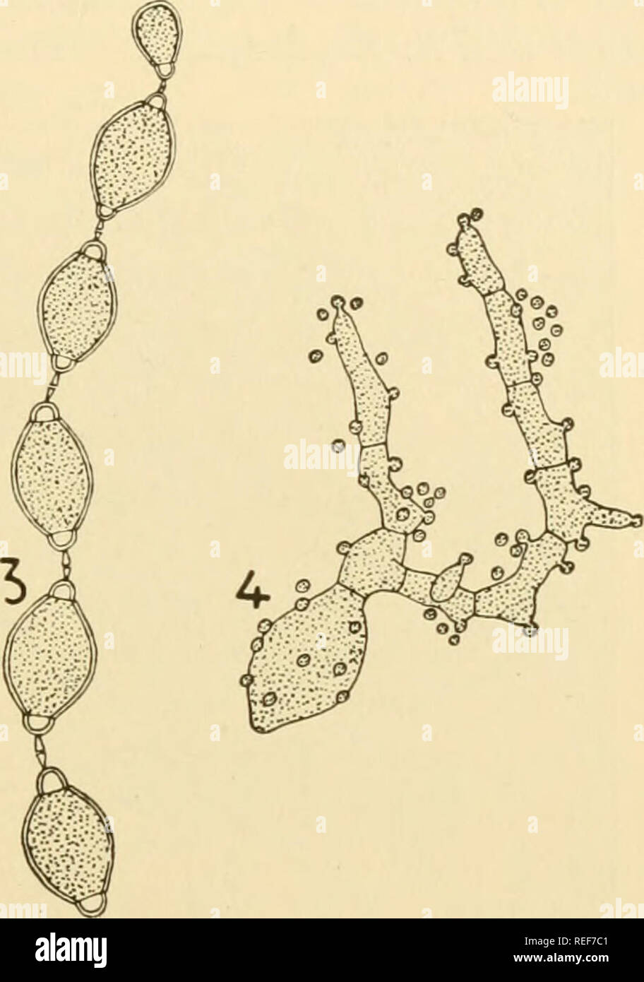 . Comparative morphology of Fungi. Fungi. Fig. 213.—Sclerotinia Urnula. 1. Young conidial chain. 2. Older stage showing fundaments of disjunctors. 3. Mature conidial chain. 4. Germinating conidium with germ tube beginning to sprout. (X 345; after Woronin, 1889.) detaches in the middle (mutatis mutandis, somewhat as in Albugo) a small conidial plug (Fig. 213). Both plugs form a fusiform body, thedisjunctor. Hence the connection between the conidia has become very loose. When they are touched by insects they cling to them and thus reach the stigmas of their host. Here they germinate to mycelia w Stock Photo