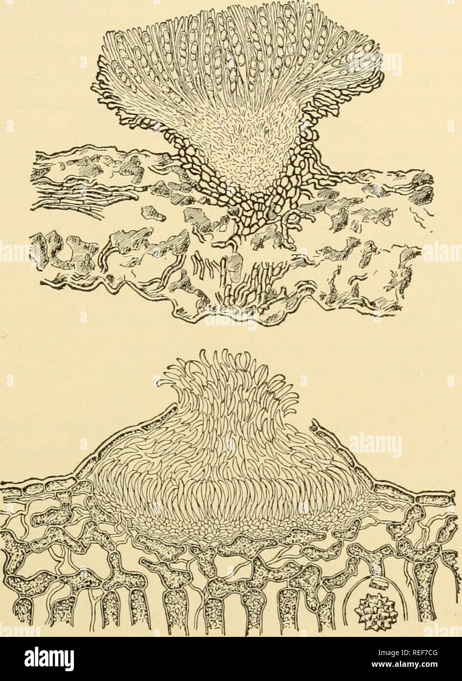 . Comparative morphology of Fungi. Fungi. PEZIZALES 321 sitic families, the Mollisiaceae and Helotiaceae, and the saprophytic Geoglossaceae. In the Mollisiaceae and Helotiaceae the peripheral layers are developed to a special peridium; in the Geoglossaceae the hypothe- cium is homogeneous but differentiated into pileus and stipe; in the Mollisiaceae the peridium is paraplectenchymatic and often built of dark, thick-walled cells; in the Helotiaceae it is prosenchymatic and formed of hyaline, thin-walled cells.. Fig. 212.—Pseudopeziza Ribis, a, with its secondary spore form, Gloeosporium Ribis,  Stock Photo