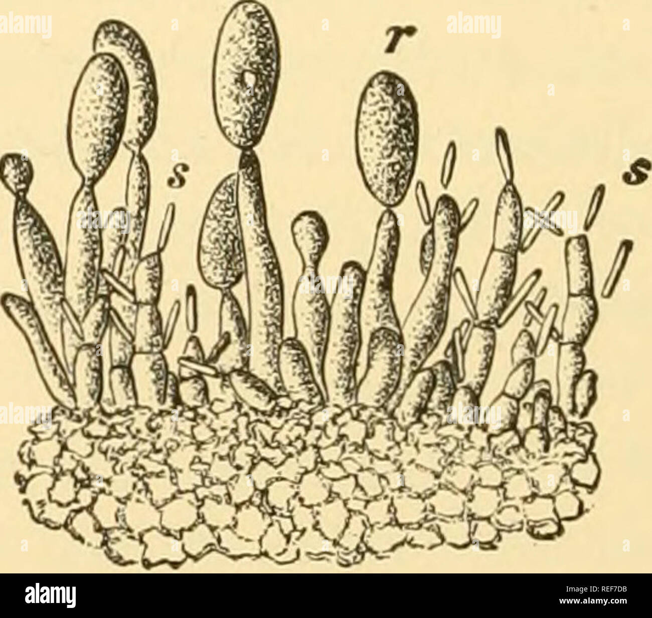 . Comparative morphology of Fungi. Fungi. v§$g@^ Fig. 209.—Dermatea Ccrasi. 1. Section of stroma, with apothecia, a; conidial cavities, c. 2. Macro- and microconidia. Dermatea carpinea. 3. Stroma showing apothecia, a; conidial fructification, c. 4. Portion of conidial fructification of Dermatella dissepta, showing bacilliform conidia, s; ellipsoidal conidia, r. (1 X 10; 2, 4 X 380; after Tulasne.) paraphyses intertwine to a firm epithecium above the tips of the asci in the Bulgariaceae and Dermateaceae (as in many Philipsiellaceae- Patellariaceae and Phacidiales). Dermateaceae.—Some species of Stock Photo