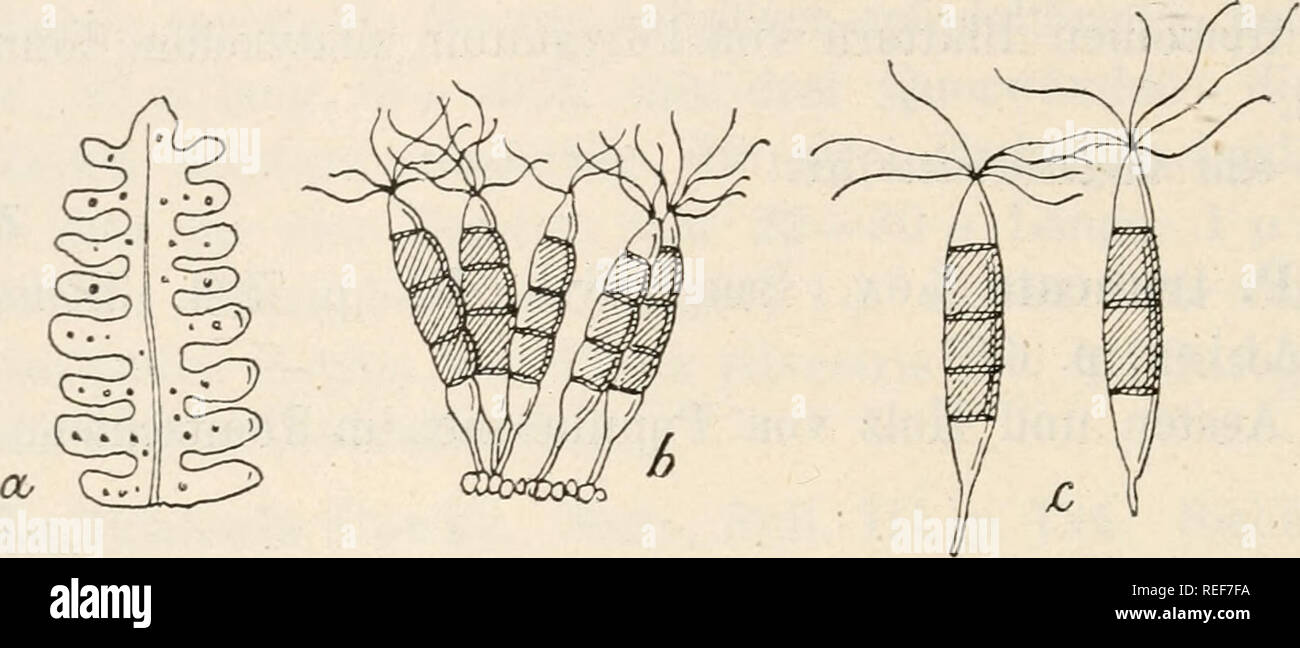 . Dr. L. Rabenhorst's Kryptogamen-Flora von Deutschland, Oesterreich und der Schweiz. Cryptogams -- Germany; Cryptogams -- Austria; Cryptogams -- Switzerland. Pteris 700 Pestalozzia Pteris 4597. P. macrospora Ces. in Klotzsck, Herb, mycol. Sacc., Fund Venet. Y. p. 198; Fungi ital. tab. 1114; Syll. III. p. 796. Syn. Pestalozzia Pteridis Sacc. in Thüm., Mycoth. univers. Exs. Klotzsch, Herb, mycol. No. 1663. Thüm., Mycotheca univers. No. 83. Sporenlager herdenweise, unter der Oberhaut, niedergedrückt, schwarz, zuweilen zusanimenfliessend und nach Hervorbrechen das. Substrat befleckend; Sporen spi Stock Photo