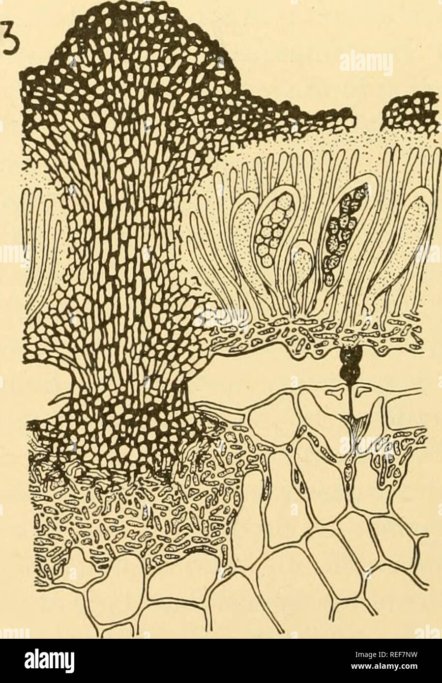 . Comparative morphology of Fungi. Fungi. Fig. 200.—Cycloschizon Alyxiae. 1. Lower surface of Alyxia leaf with ascus stroma. 2. Part of surface of young ascus stroma. (1 X^;2,3 X 250; after Arnaud, 1918.) loculi, generally under the same covering layer, are irregularly sinuous, recurved and often forked acutely. Cycloschizon Alyxiae (Maurodothis Alyxiae, Dielsiella Alyxiae) in Australia and Tasmania is parasitic on the leaves of Alyxia buxifolia.. Please note that these images are extracted from scanned page images that may have been digitally enhanced for readability - coloration and appearan Stock Photo