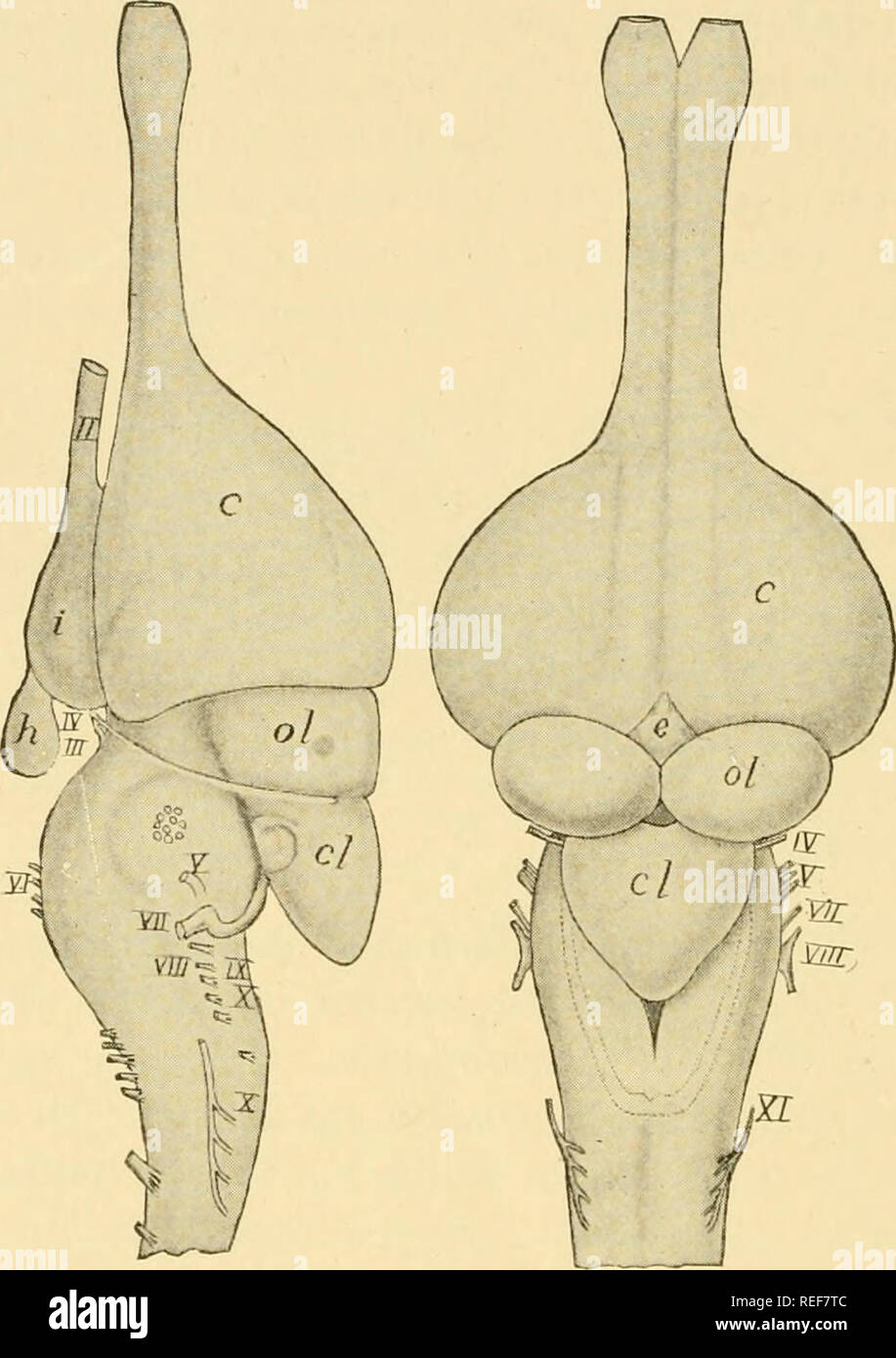 Page 2 Pallial High Resolution Stock Photography And Images Alamy