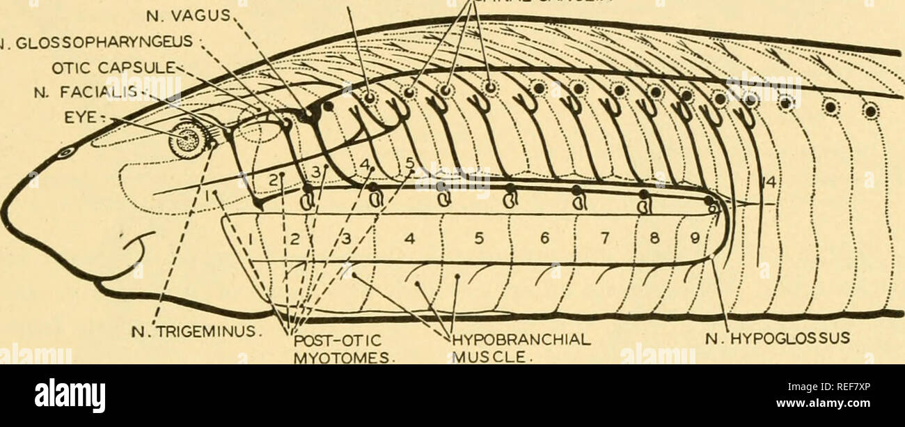 Comparative Anatomy Anatomy Comparative The Nervous System 485 The Glossopharyngeal Is The Mixed Nerve Which Supplies The Third Visceral Arch It Forks Over The First Gill Slit And A Pretrematic Branch Is