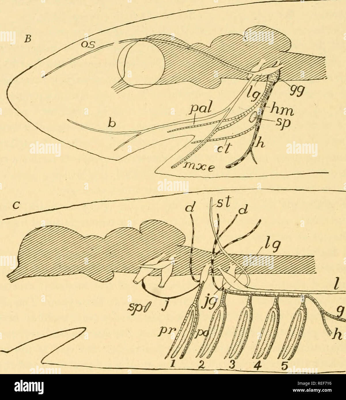 Comparative Anatomy Anatomy Comparative A Aletavs Libctral Moloi Viscctol Seasoivj Fig 398 Adiagrams Of The Branches And Components Of A The Trigeminal 5 Facial And C Glossopharyngeal And Vagus Nerves