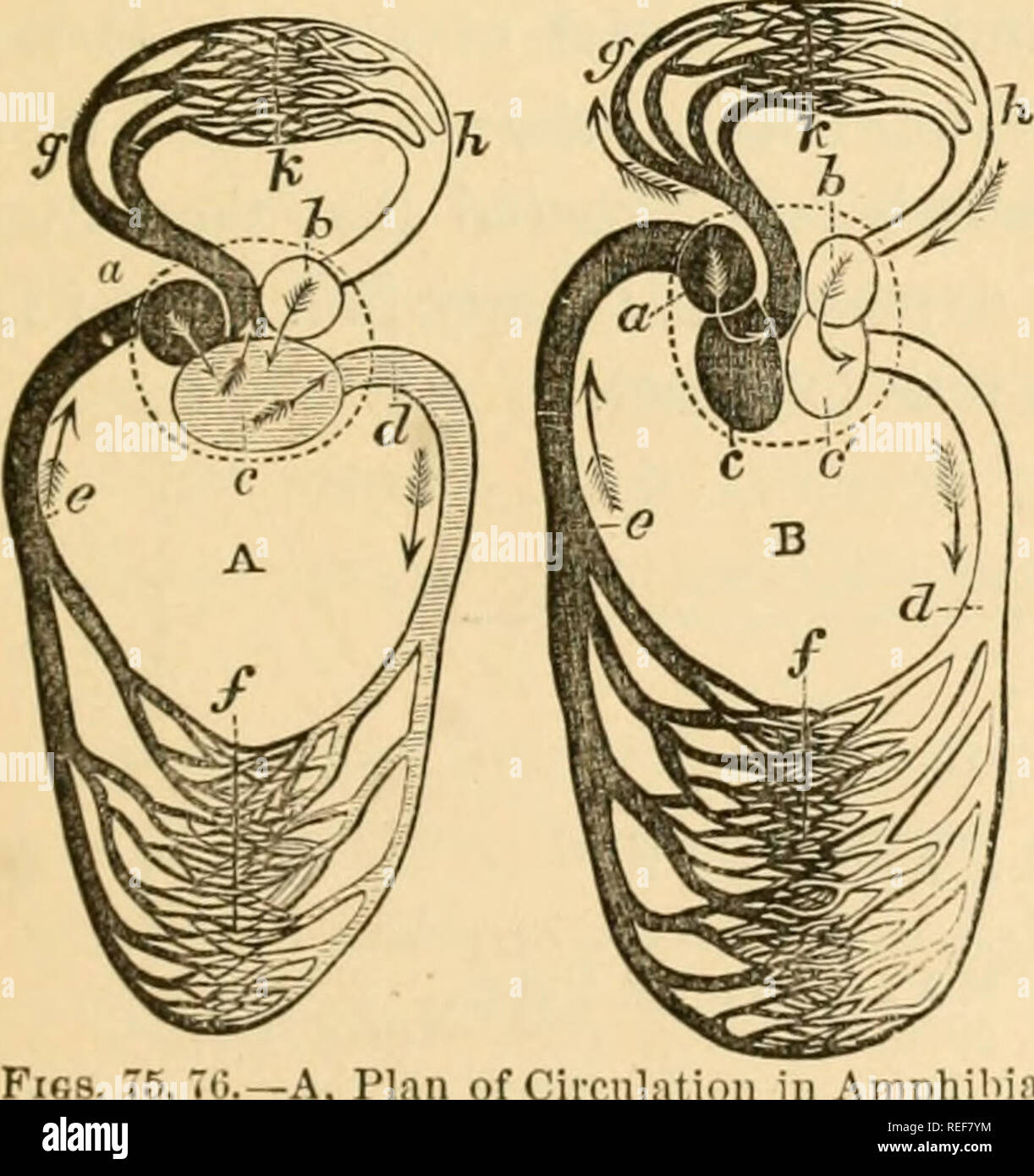 . Comparative zoology, structural and systematic. For use in schools and colleges. Zoology. monary artery; c, pul- monary veins, briiijjing blood from the gills, d, and uniting in the aorta, /; g, vena cava. blood from the Iniigs, and propel it over the body. The left ventricle has more to do than any other cavi- ty. The two auricles contract at the same instant; so, also, do the ventri- cles. The sounds which they i-espect- ively make may be imitated by the words lul/b, tup. The course of the current in Birds and Mammals is as follows:. the venous blood brought from the system is discharged b Stock Photo