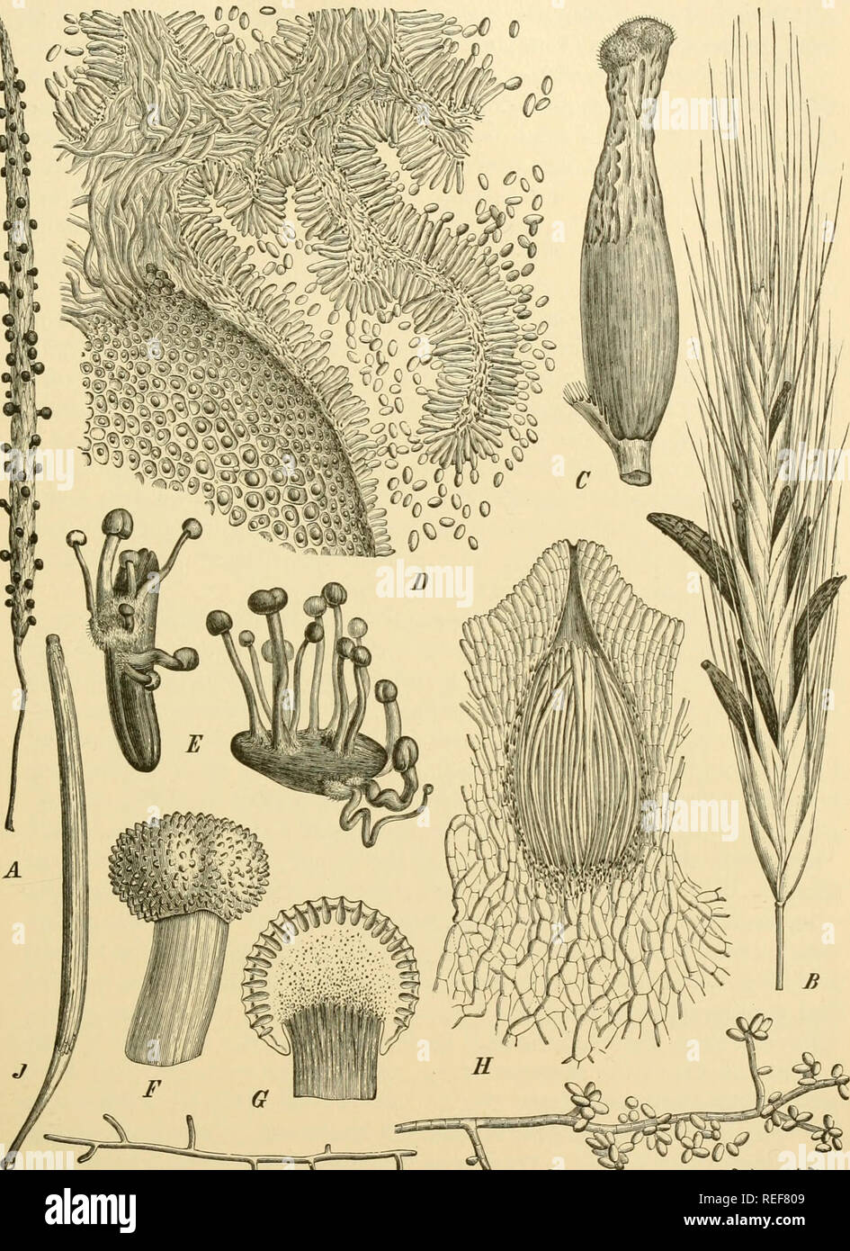 . Comparative morphology of Fungi. Fungi. HYPOCREALES 247. Fig. 162.—Balansia Claviceps. A. Habit. Claviceps purpurea. B. Sclerotia. C. Young sclerotium. D. Section of conidial layer. E. Germinating sclerotia. F. Peri- thecial head. G. Section of perithecial head. H. Section of perithecium. /. Ascus. K. Germinating ascospore. L. Conidial hypha from culture. (A, B, E, natural size; J, K X 350; L X 200, after Tulasne, Brefeld and Lindau.). Please note that these images are extracted from scanned page images that may have been digitally enhanced for readability - coloration and appearance of thes Stock Photo