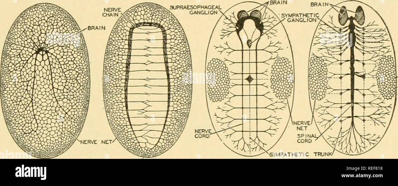 Comparative Anatomy Anatomy Comparative The Nervous System 475 If We Take The Subcutaneous Nerve Net Of Coelenterates As An Early Stage In The Evolution Of The Central Nervous System And The Neurosensory