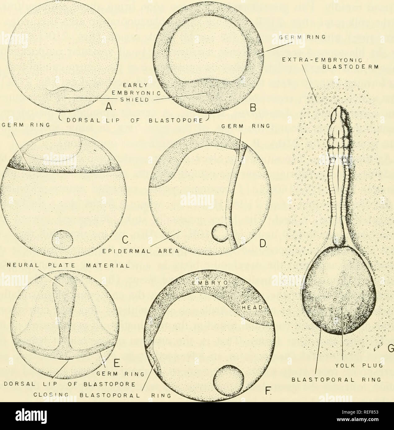 . Comparative embryology of the vertebrates; with 2057 drawings and photos. grouped as 380 illus. Vertebrates -- Embryology; Comparative embryology. 440 GASTRULATION GERM RING EXTRA-EMBRYONIC BLASTODERM. GERM RING DORSAL LIP OF BLASTOPORE CLOSING BLASTOPORAL RING Fig. 211. Gastrulation in teleost fishes. (A-F after Wilson, 1889; G from Kerr, '19, after Kopsch.) (A) Sea bass. 16 hours, embryonic shield becoming evident, marks beginning of germ ring. (B) Germ ring well developed. Surface view of blastoderm of 20 hours. (C) Side view of blastoderm shown in (B). (D) Side view, 25 hours. (E) Surfac Stock Photo
