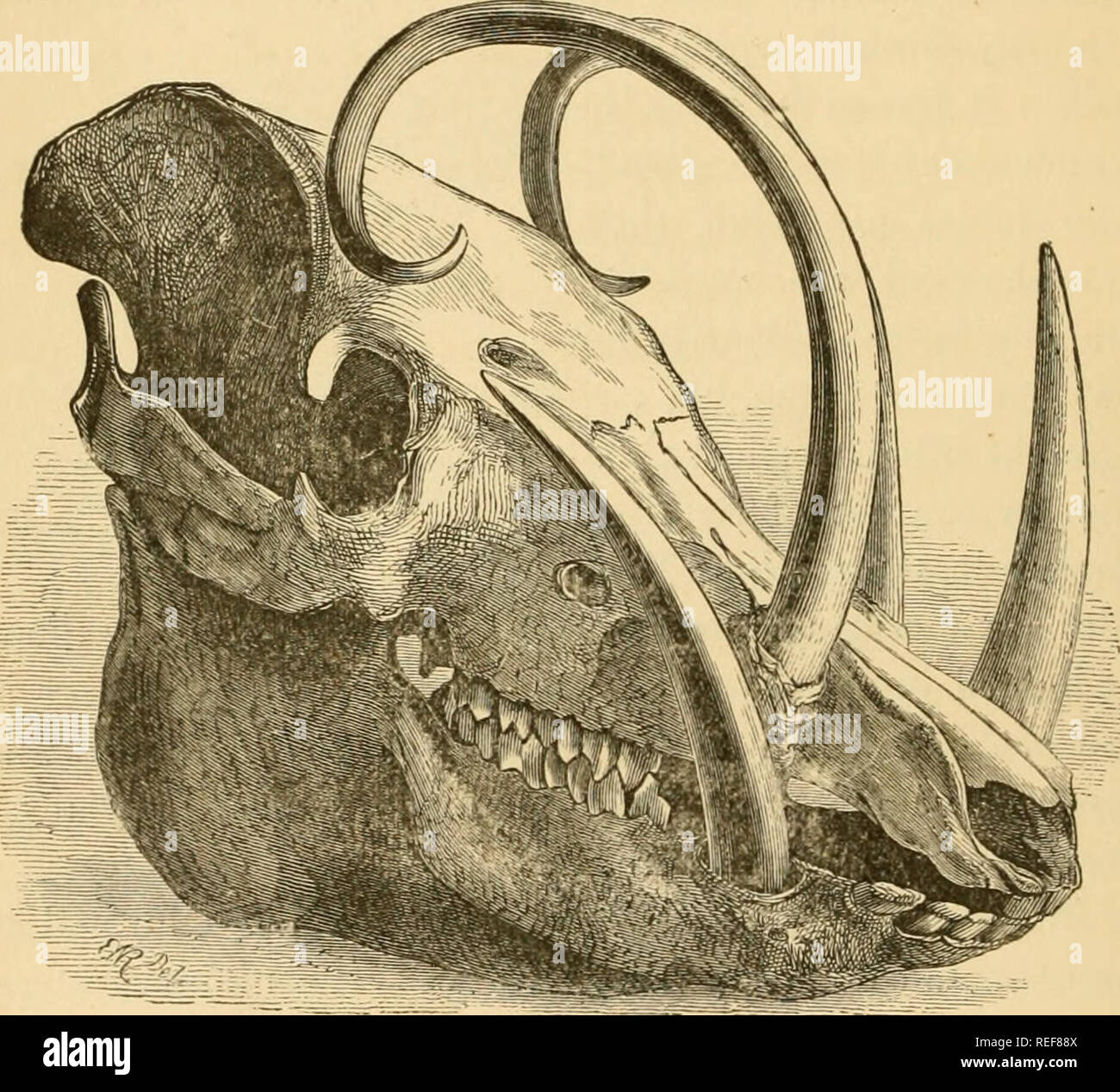 Elephant Chisel . Comparative zoology, structural and systematic. For use in schools ...