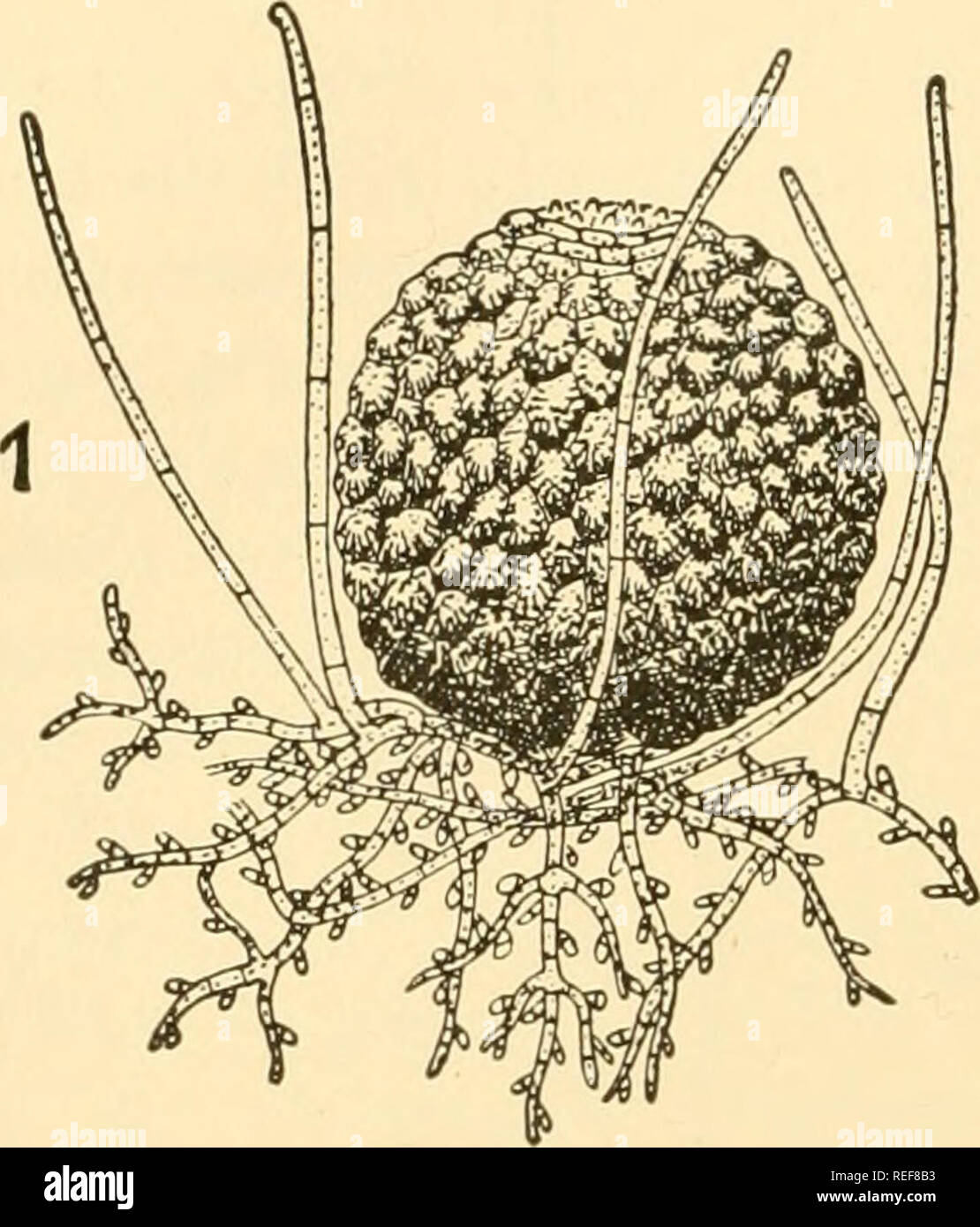 . Comparative morphology of Fungi. Fungi. 208 COMPARATIVE MORPHOLOGY OF FUNGI walled, the more exposed superficial hyphae are more solid, thicker walled and darker. They form numerous sterile, rigid, very dark- colored spines (up to 1 mm. in length) which may be upright or bent over, simple, branched or forked, with a form often reminiscent of the appendages of Uncinula and Microsphaera in the Erysiphaceae. Accord-. Please note that these images are extracted from scanned page images that may have been digitally enhanced for readability - coloration and appearance of these illustrations may no Stock Photo