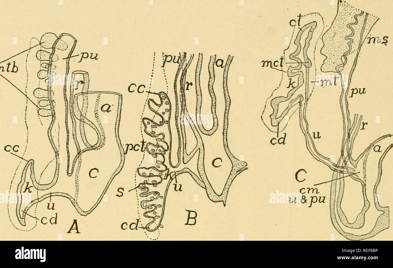 . Comparative anatomy. Anatomy, Comparative. 436 COMPARATIVE ANATOMY of a glomerulus into the Bowman's capsule. Arterial and venous con- nexions are subsequently established similar to those of the mesonephros. These changes occur in the later months of intra-uterine life. (Fig. 365) mth. Fig. 361.—Profile reconstructions of lizard {Lacerta agilis) {A) i6 mm. long; {B) 20 mm. long; and (C) huinan embryo 115 mm. long, a, allantoic stalk; c, cloaca; cc, cranial collecting tubule; cd, caudal collecting tubule; k, permanent kidney (meta- nephros); met, median collecting tubule; ms, mesonephros; ml Stock Photo
