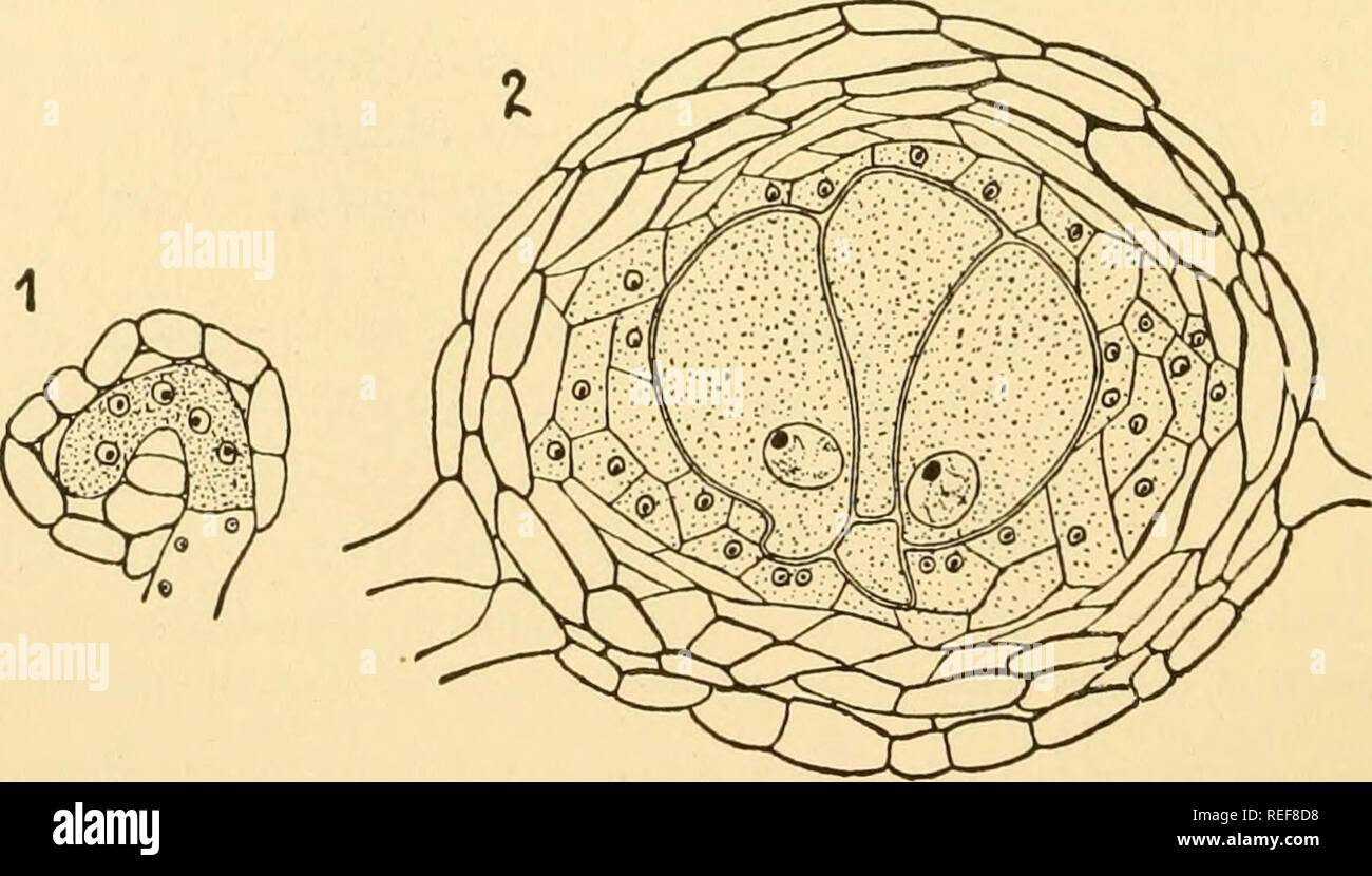 . Comparative morphology of Fungi. Fungi. Fiq. 124.—Sphaerotheca Humuli. Development of perithecia. 1. Young antheridium and ascogonium. 2. The antheridium divided into antheridial cell and stalk cell. 3. Plasmogamy. 4 to 6. Development of fertilized ascogonium. ( X 500; after Harper, 1896.) ascogonium while the other remains behind in the antheridium and degenerates. In a second group, as in Erysiphe Polygoni (E. Martii) on Pisum sativum and Ranunculus acris, E. cichoracearum on Sonchus oler- aceus, Phyllactinia corylea on Corylus Avellana, in Uncinula Salicis on. Fig. 125.—Erysiphe Polygoni. Stock Photo