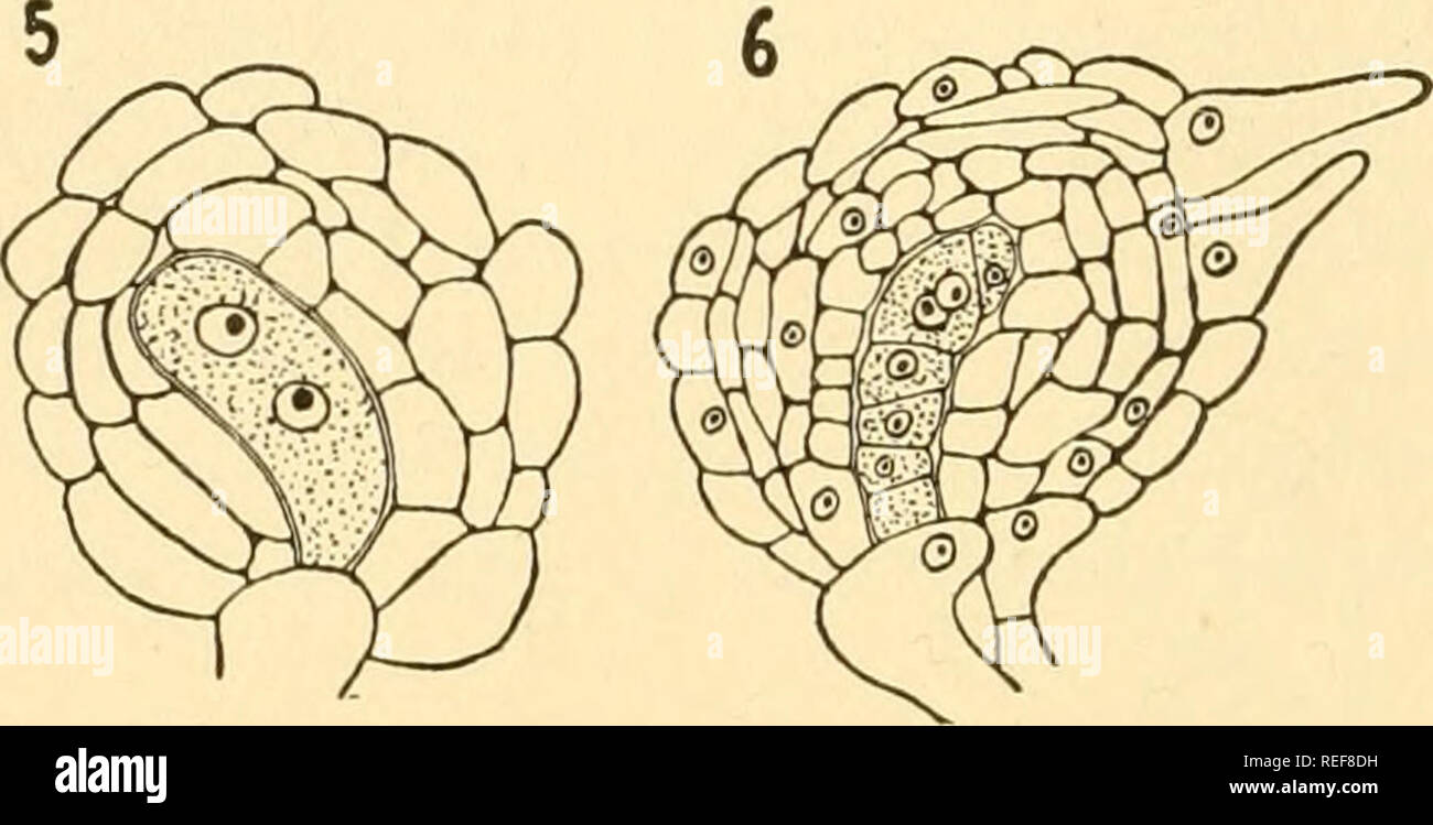 . Comparative morphology of Fungi. Fungi. Fiq. 124.—Sphaerotheca Humuli. Development of perithecia. 1. Young antheridium and ascogonium. 2. The antheridium divided into antheridial cell and stalk cell. 3. Plasmogamy. 4 to 6. Development of fertilized ascogonium. ( X 500; after Harper, 1896.) ascogonium while the other remains behind in the antheridium and degenerates. In a second group, as in Erysiphe Polygoni (E. Martii) on Pisum sativum and Ranunculus acris, E. cichoracearum on Sonchus oler- aceus, Phyllactinia corylea on Corylus Avellana, in Uncinula Salicis on. Please note that these image Stock Photo