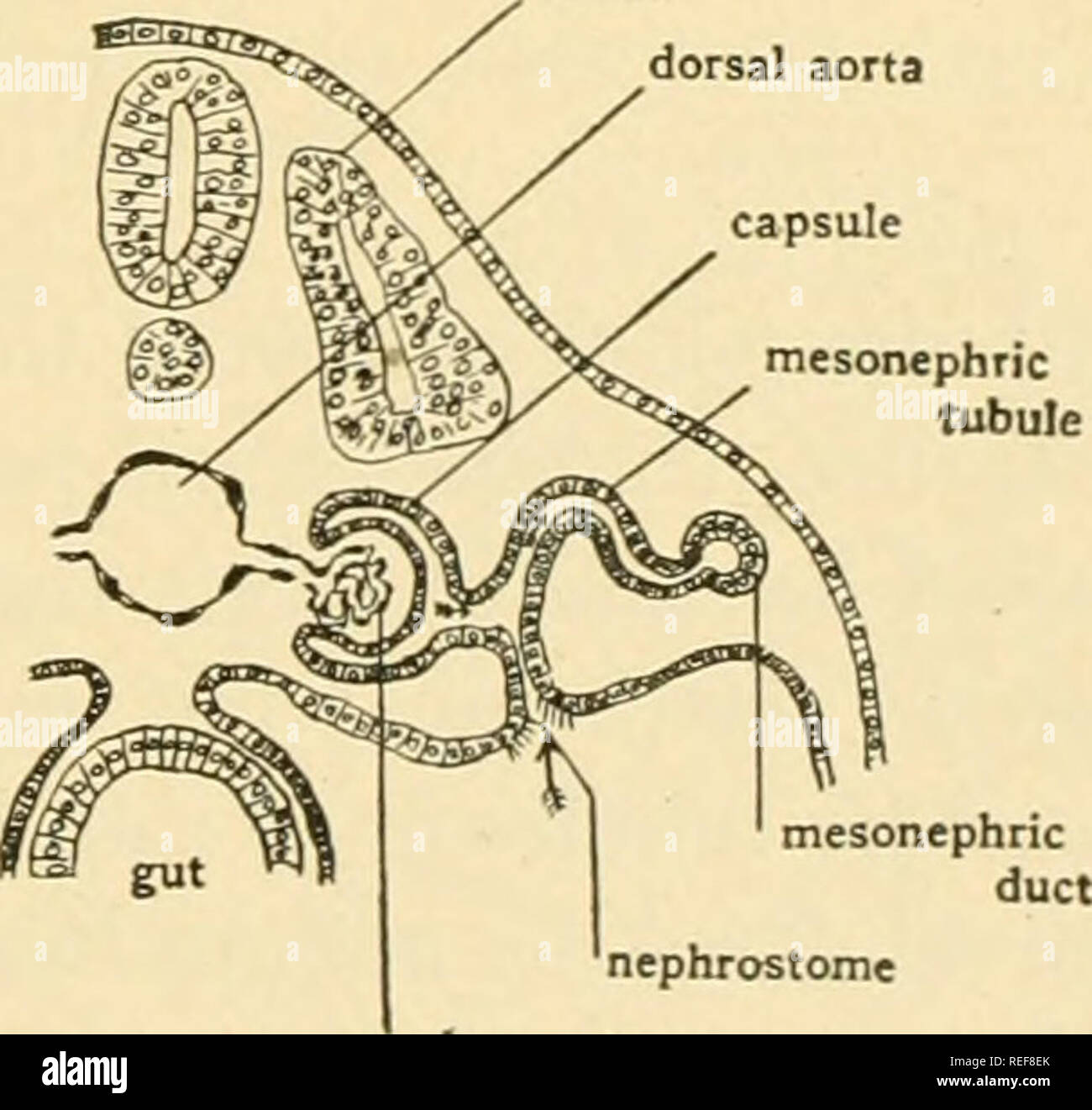 Comparative Anatomy Anatomy Comparative Somite Dorsal Aorta D