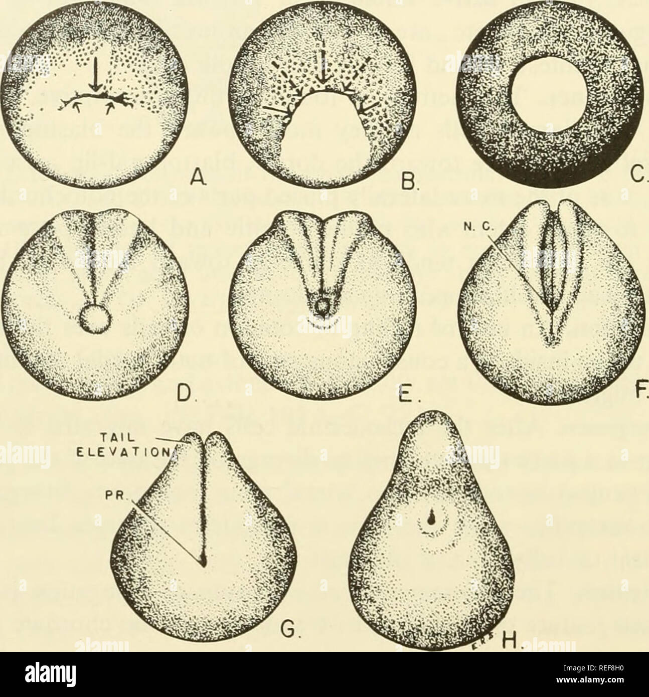 . Comparative embryology of the vertebrates; with 2057 drawings and photos. grouped as 380 illus. Vertebrates -- Embryology; Comparative embryology. 416 GASTRULATION gresses. This particularly is true when the blastopore gradually grows smaller toward the end of the gastrulative process (Lewis, '49). 2) Epiboly. Intimately associated with and aiding the above processes in- volved in emboly are the movements concerned with epiboly. These move- ments result from cell proliferation, associated with a marked antero-posterior extension and expansion of the presumptive epidermal and neural plate are Stock Photo