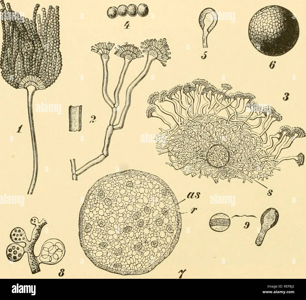Comparative morphology of Fungi. Fungi. 184 COMPARATIVE MORPHOLOGY 
