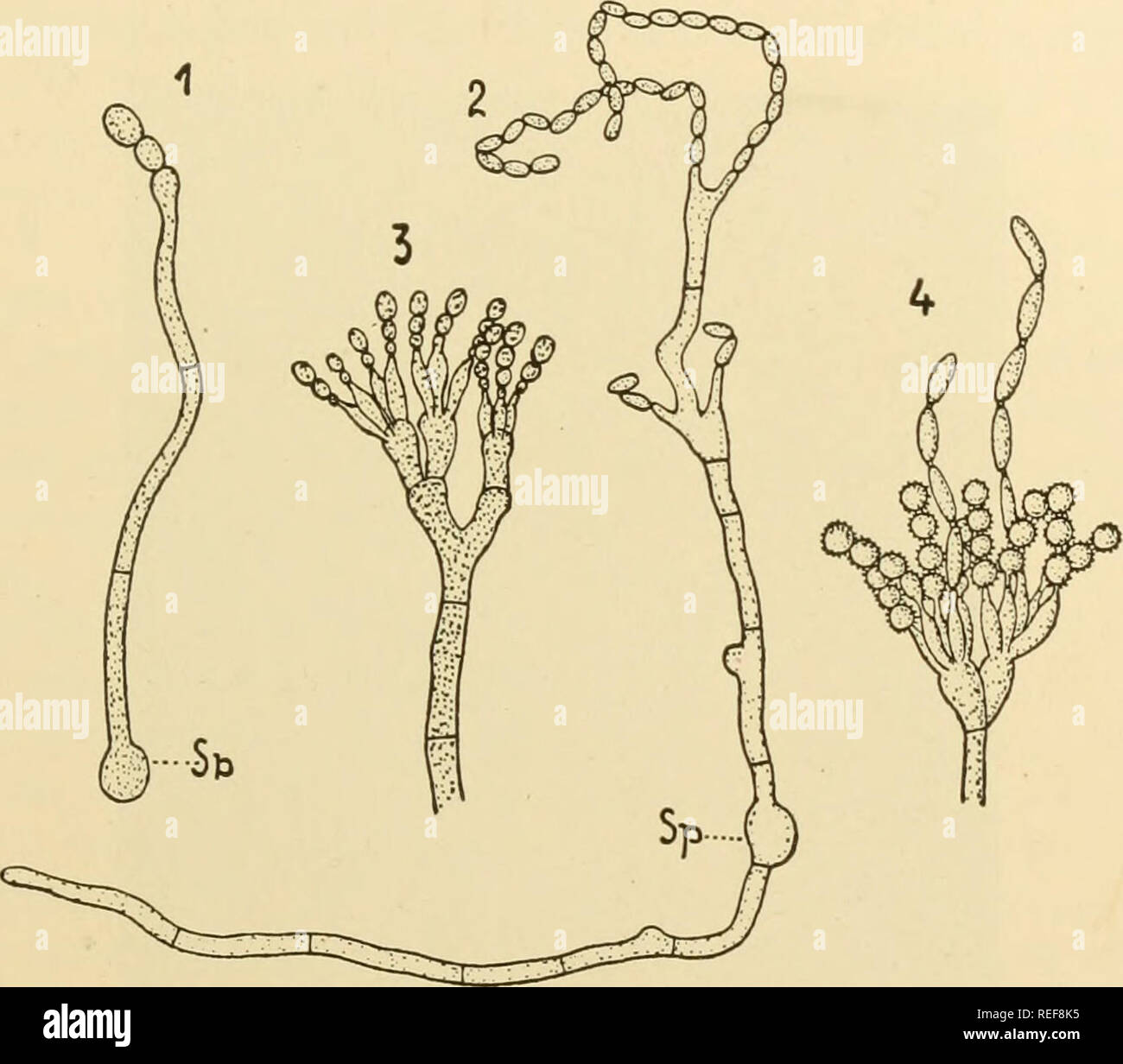 . Comparative morphology of Fungi. Fungi. EUASCOMYCETES 111 In many species, the conidia are bound together in chains by short disjunctors (connectives). Brefeld (1874) regards this in his Penicil- lium &quot;crustaceum&quot; as a section of the &quot;sterigma.&quot; Thorn (1914; Thorn and Church, 1926) considers that in Aspergillus the true, thick, round spore wall has only arisen in the cells cut off from the phialides; in case these original cells are not entirely filled out, the collapsed residue remains hanging as a connective between the spores. According to some observa- tions of the au Stock Photo