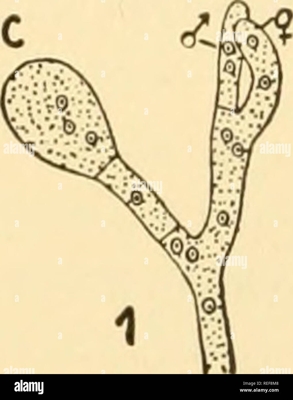 Monascus purpureus hires stock photography and images Alamy