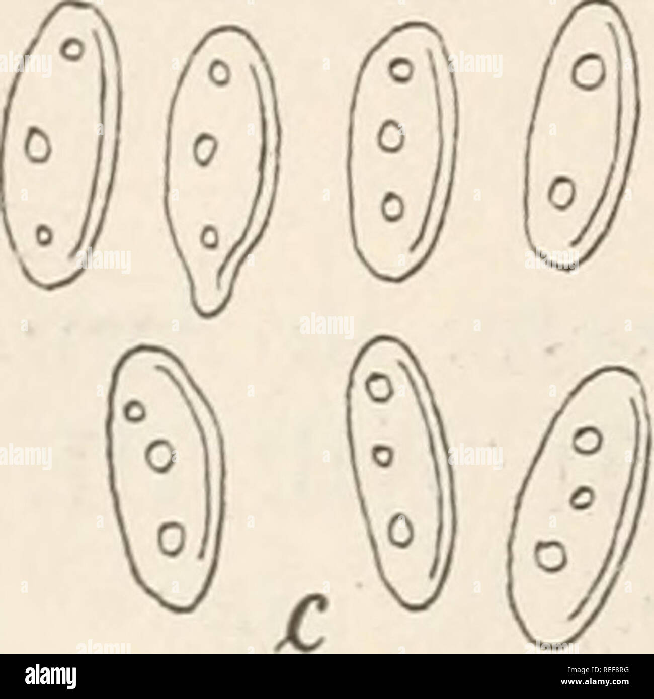. Dr. L. Rabenhorst's Kryptogamen-Flora von Deutschland, Oesterreich und der Schweiz. Cryptogams -- Germany; Cryptogams -- Austria; Cryptogams -- Switzerland. 4055. Ol. Robergei Desm., Ann. Sc. nat. 1853, XX. p. 214. Sacc, Fung. ital. tab. 1049; Syll. III. p. 712. Exs. Allesch. et Schnabl, Fungi bavarici No. 687. Krieger, Fungi saxonici No. 1044. Flecken fast kreisförmig, ocherfarbig, ziemlich gross; Sporen- lager wenige, klein, dunkelocherfarbig, von der Oberhaut bedeckt, Gloeo sporium Kobergei Desm. a. Ein Blattstück von Carpinus Betulus mit dem Pilze in natürlicher Grösse b. Ein sehr stark  Stock Photo