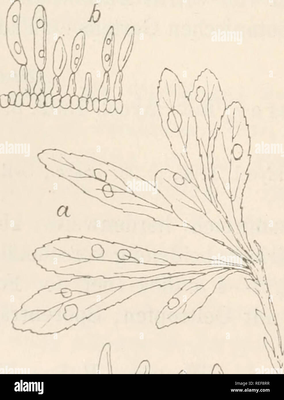 . Dr. L. Rabenhorst's Kryptogamen-Flora von Deutschland, Oesterreich und der Schweiz. Cryptogams -- Germany; Cryptogams -- Austria; Cryptogams -- Switzerland. Anthurium 456 Gloeosporium Anthurium, 4040. Grl. minimum Karst, et Har. in Journ. Bot. 1890, p. 360. Sacc., Syll. X. p. 462. Sporenlager zerstreut, auf beiden Blattseiten, fast kreisförmig, fruchtgehäuseähnlich, von der etwas geschwärzten, dann spaltig auf- reissenden oder sich ringsherum loslösenden Epidermis bedeckt, scheibenförmig, schwarz, punktförmig; Sporen verlängert-spindel- förmig, gerade, einzellig, hyalin, 9—11 fi lang, 2 u di Stock Photo