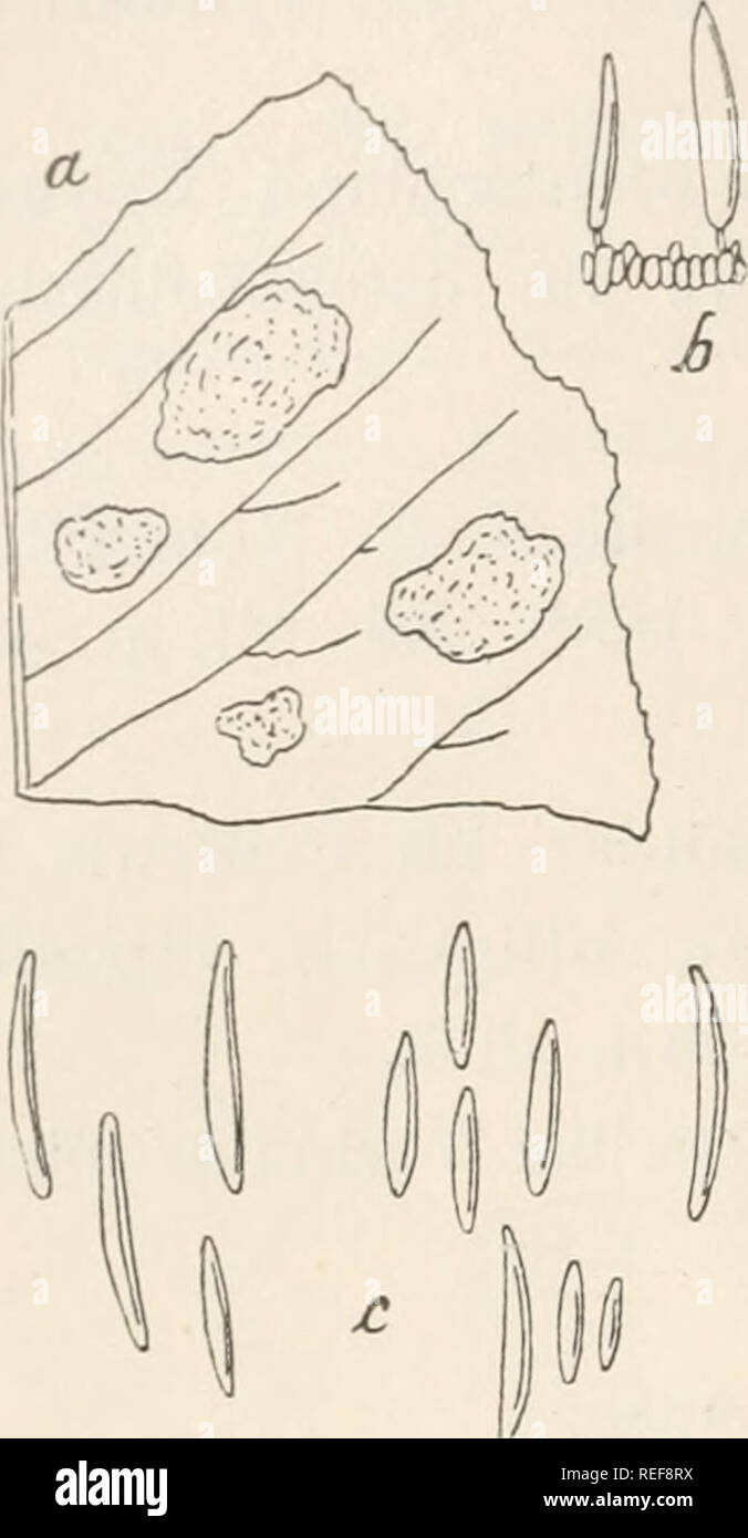 . Dr. L. Rabenhorst's Kryptogamen-Flora von Deutschland, Oesterreich und der Schweiz. Cryptogams -- Germany; Cryptogams -- Austria; Cryptogams -- Switzerland. Alnus 454 Glocosporium. Gloeosporium cylindrospermum (Bon.) Sacc. a. Ein Blattstück von Alnus glutinosa mit dem Pilze in natürlicher Grösse. b. Ein sehr stark vergrösserter Theil des Hy- meniums mit den sehr kurzen Sporen- trägern und Sporen. c. Sehr stark vergrößerte, freie Sporen. Xach Saccardo, Fungi italici tab. 1027. er 4036. Gl. alneum West. Exs. No. 977. Lamb., Mycol. Bei III. Sacc., Mich. II. p. 563; Syll. III. p. 715. Sporenlage Stock Photo