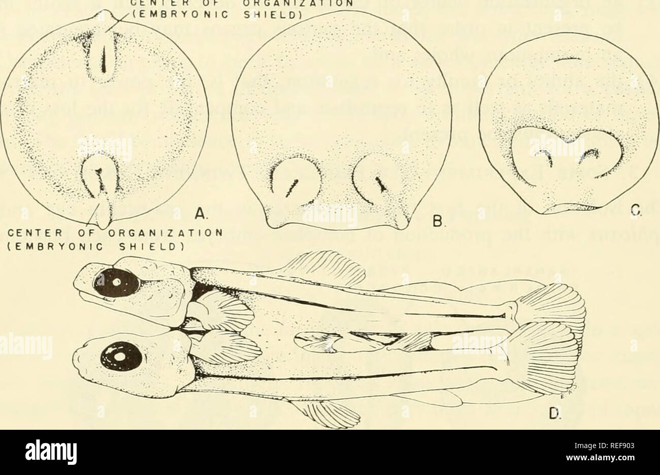 . Comparative embryology of the vertebrates; with 2057 drawings and photos. grouped as 380 illus. Vertebrates -- Embryology; Comparative embryology. 382 THE BLASTULA IN RELATION TO INNATE CONDITIONS CENTER OF (EMBRYO N I 0 R G A N IZ AT SHIELD). Fig. 185. Twinning in teleost fishes. (After Morgan, '34; Embryology and Genetics, Columbia University Press, pp. 102-104. A, B, C from Rauber; D from Stockard.) In certain teleost fishes, especially in the trout, under certain environmental conditions, two or more organization centers arise in the early gastrula. (A-C) These represent such conditions. Stock Photo