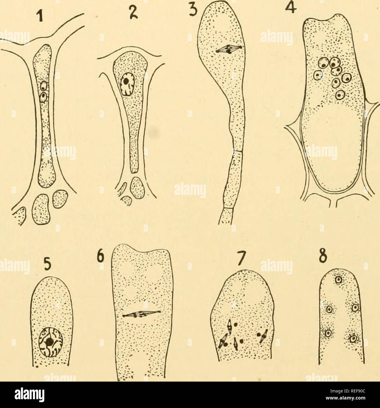 . Comparative morphology of Fungi. Fungi. 164 COMPARATIVE MORPHOLOGY OF FUNGI Because of this variation in the subordinate characters and the similarity of the more important characters, the systematic classification of the Taphrinales is confused. For a time, the forms with 4- or 8- spored asci were placed in Exoascus, the forms in which the germination of ascospores to sprout mycelium occurs in the asci in Taphrina (Sade- beck, 1884). This distinction has been shown untenable however, and consequently both genera must be united; for this the name Taphrina possesses priority. The forms in whi Stock Photo