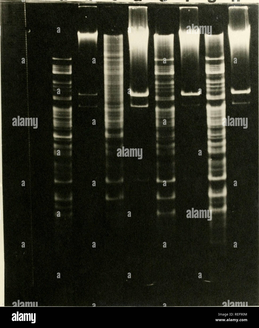 . Comparison of mitochondrial proteins from diverse cytoplasms of maize by gel electrophoresis. Corn; Corn; Mitochondria; Hybrid corn. -49- b c d e f 9 h. Please note that these images are extracted from scanned page images that may have been digitally enhanced for readability - coloration and appearance of these illustrations may not perfectly resemble the original work.. Thornbury, David Walter. Stock Photo
