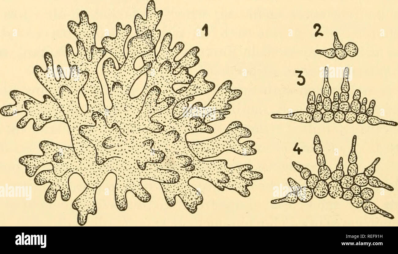 . Comparative morphology of Fungi. Fungi. 158 COMPARATIVE MORPHOLOGY OF FUNGI must be considered a degeneration stage in our scheme of relationships, like its analogue in the Ustilaginales. This is much simpler as diplontic Endomycetaceae, which might be considered ancestors of S. Ludwigii, are unknown. Atichiaceae.—Before we leave the yeasts, we should mention a group which has long puzzled mycologists. It has been placed in the Floridieae, Fucaceae, Lichenes, Saccharomycetaceae, Perisporiaceae, Capnodiaceae, Myriangiaceae, Ascocorticiaceae and Bulgariaceae. Atichia forms. Fig. 98.—Atichia gl Stock Photo