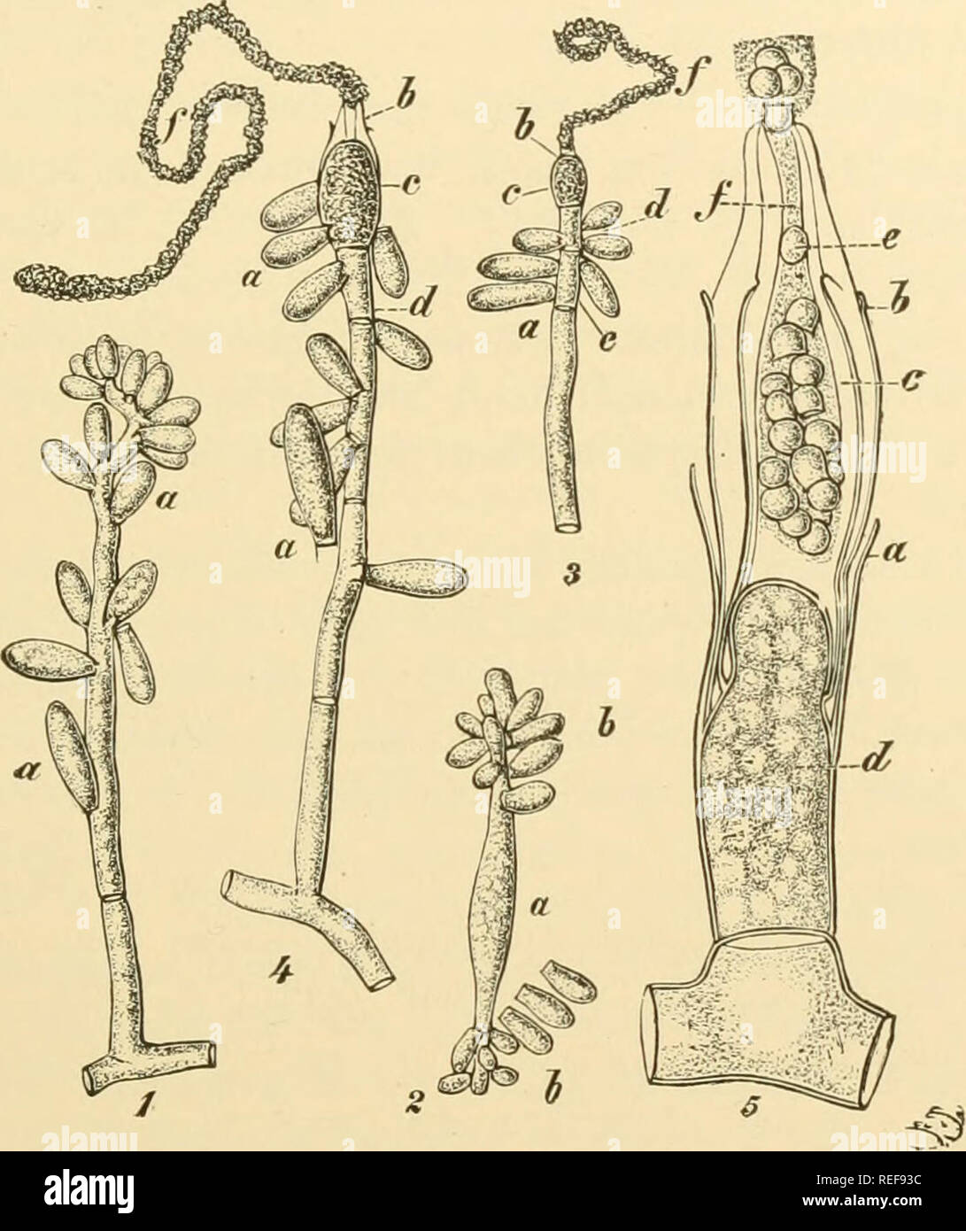 . Comparative morphology of Fungi. Fungi. HEMIASCOM YCETES 147 whose membrane is hyaline in youth, but appears brownish in age. Hyphal ends swell to conidia. Lateral outgrowths of hyphae form new conidia which push aside the previous ones so that finally a tuft of as many as 30 conidia is formed (Fig. 91, 1). The conidia are quite variable in size; in general the earlier ones are larger than the later. They germi- nate with germ tubes which, with liberal nourishment, grow into mycelia or, with poor nourishment, form new conidia (Fig. 91, 2.). After a time, the conidia are gradually replaced by Stock Photo
