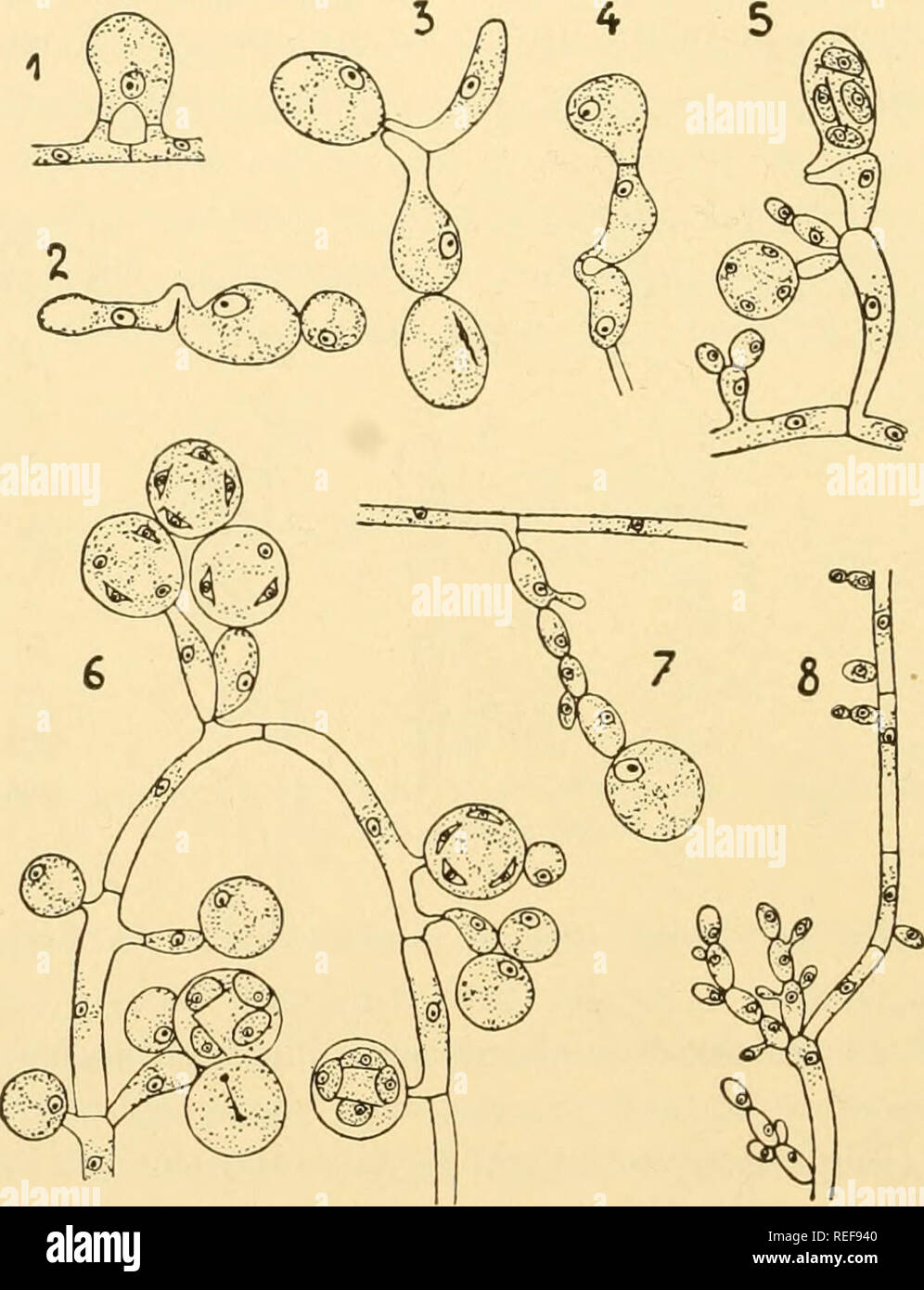. Comparative morphology of Fungi. Fungi. 142 COMPARATIVE MORPHOLOGY OF FUNGI cease, and thus hyphae may form sprout cells and asci simultaneously. One finds even young asci which continue to cut off sprout cells until they begin spore formation. Periods of vegetative growth and fructification are thus not sharply separated from each other. The asci contain four spores of a peculiar hat shape, such as we shall meet later in Endomyces decipiens and in Willia of the Saccharomyceta- cese. At germination they throw off the exospore and germinate with either germ tube or sprout mycelium (Dombrowski Stock Photo