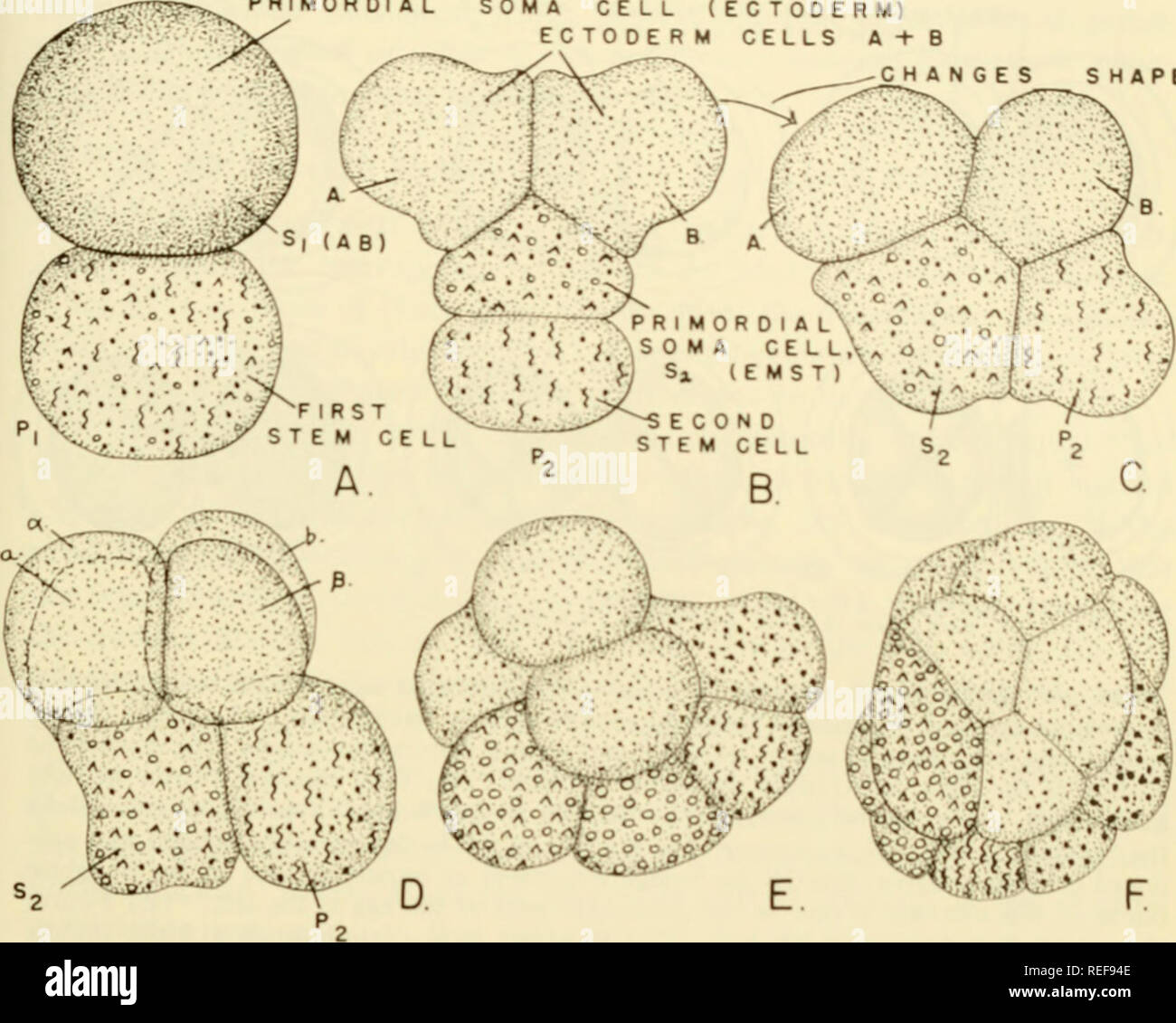 Primordial cell hi-res stock photography and images - Alamy