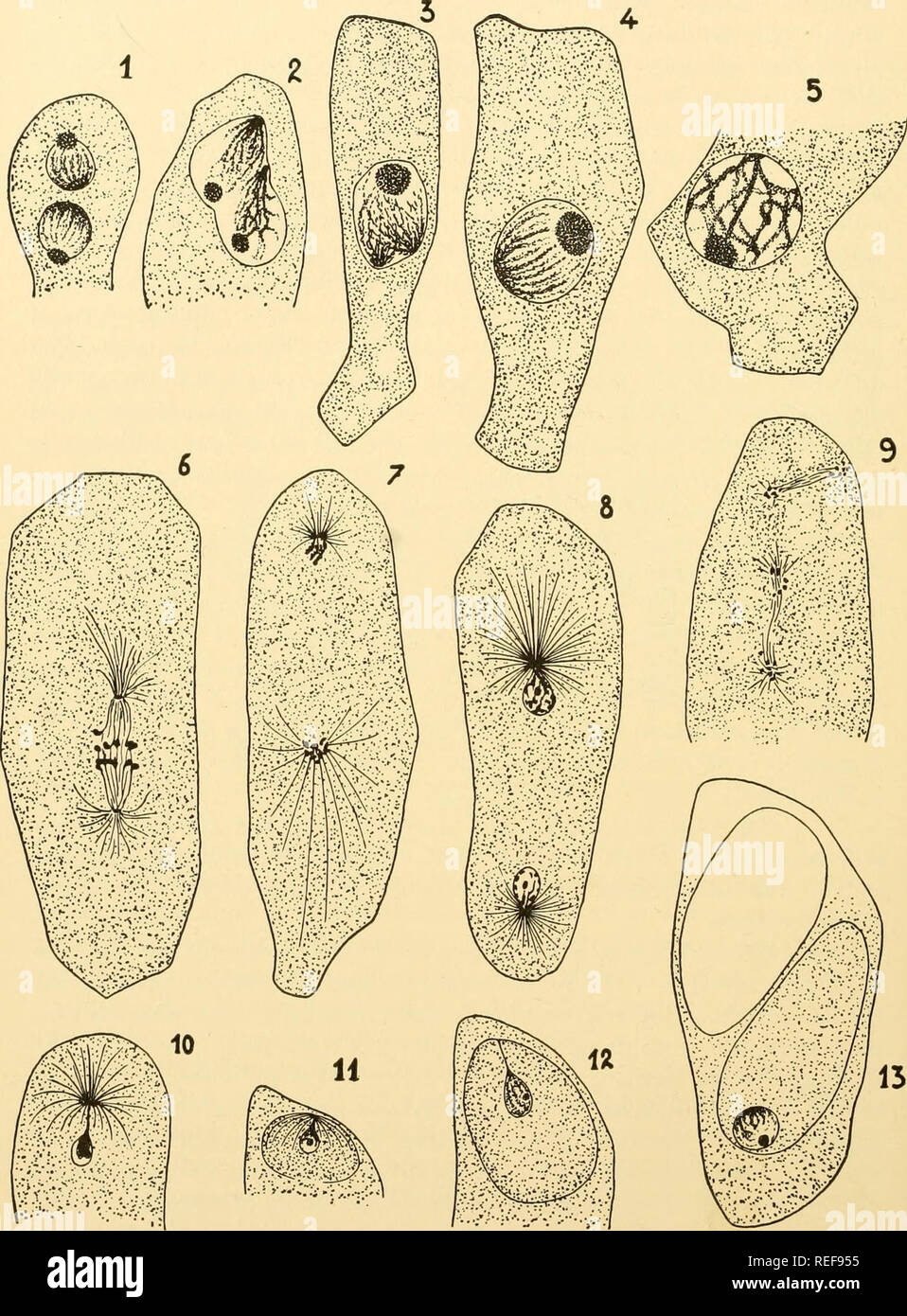 . Comparative morphology of Fungi. Fungi. 132 COMPARATIVE MORPHOLOGY OF FUNGI. Fig. 81.—Phyllactinia corylea. 1. Young ascus with dicaryon. 2 to 4. Caryogamy. 5. Spireme. 6 to 9. Steps in division of primary ascus nucleus. Erysiphe cichoracearum. 10 to 12. Spore formation. 13. Immature ascus. (1 to 5 X 1,500; 6, 13 X 1,000; 7 to 12 X 670; after Harper, 1905.). Please note that these images are extracted from scanned page images that may have been digitally enhanced for readability - coloration and appearance of these illustrations may not perfectly resemble the original work.. Gäumann, Ernst A Stock Photo