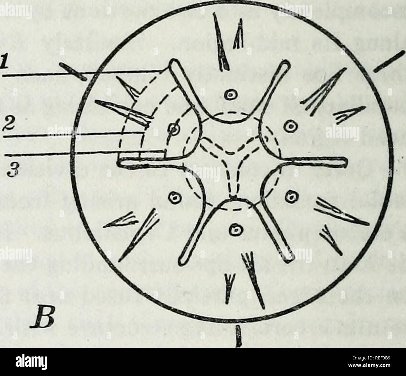 . Comparative studies on certain features of nematodes and their ...