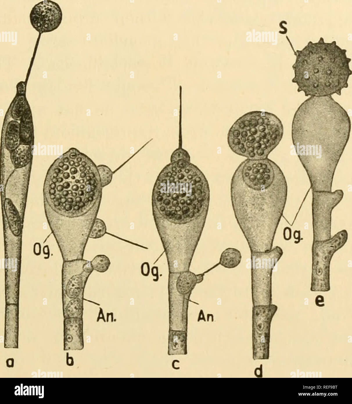 . Comparative morphology of Fungi. Fungi. OOMYCETES 55 tions, M. brachyandra forms moniliform gemmae with thick, brownish walls. Reproduction takes place by zoospores and oogonia with antheri- dia (Thaxter, 1895; Lagerheim, 1899; Woronin, 1904; Laibach, 1926). The zoospores develop as follows: In the upper, often somewhat thickened part of a hypha, protoplasm with numerous nuclei collects, and is abjointed from the vacuolate portion. By its cleavage, there are formed one or two series of uninucleate zoospore initials which become zoospores in an unknown manner and swarm through an opening at t Stock Photo