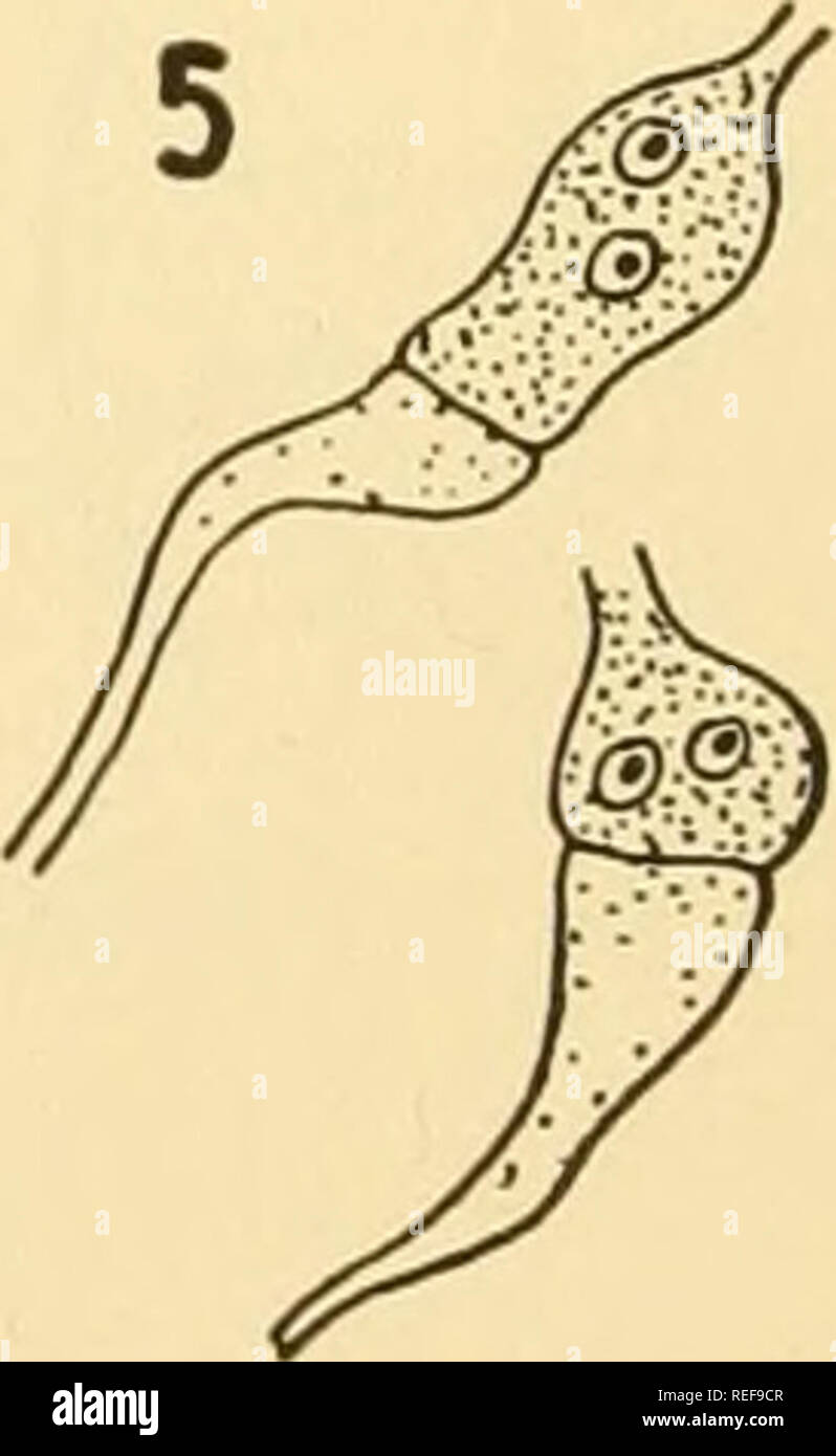 . Comparative morphology of Fungi. Fungi. SW3,. f* Fig. 32.—Physoderma Zeae-maydis. 1. Hyphae with turbinate cells. 2. Mature zoosporangium discharging zoospores by the removal of a lid. 3. Mature zoospore. 4, Amoeboid zoospore. 5. Hyphae with young, binucleate hypnospores. (After Tisdale, 1919.) zoospore membrane. The larger, rich in oil droplets and reserves, is divided into two or more daughter cells; these develop to hyphae which penetrate to neighboring cells of the host and there form similar swellings. On these swellings resting sporangia are formed in a manner as yet unknown. In Physod Stock Photo