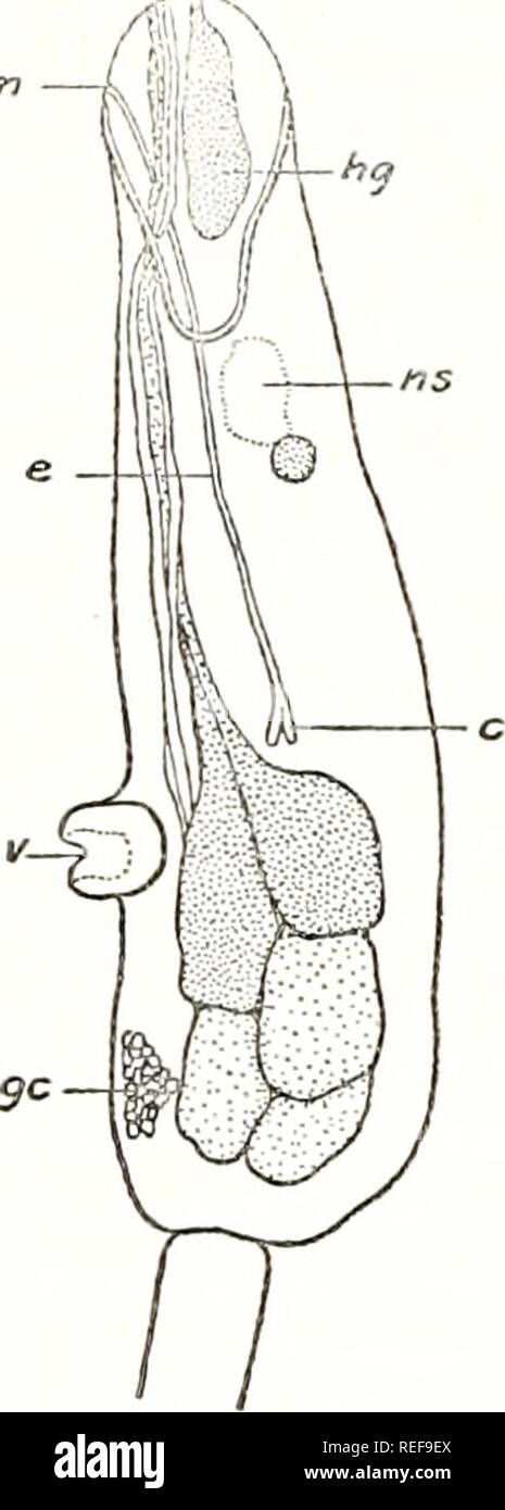 Page 2 Trematodes High Resolution Stock Photography And Images Alamy