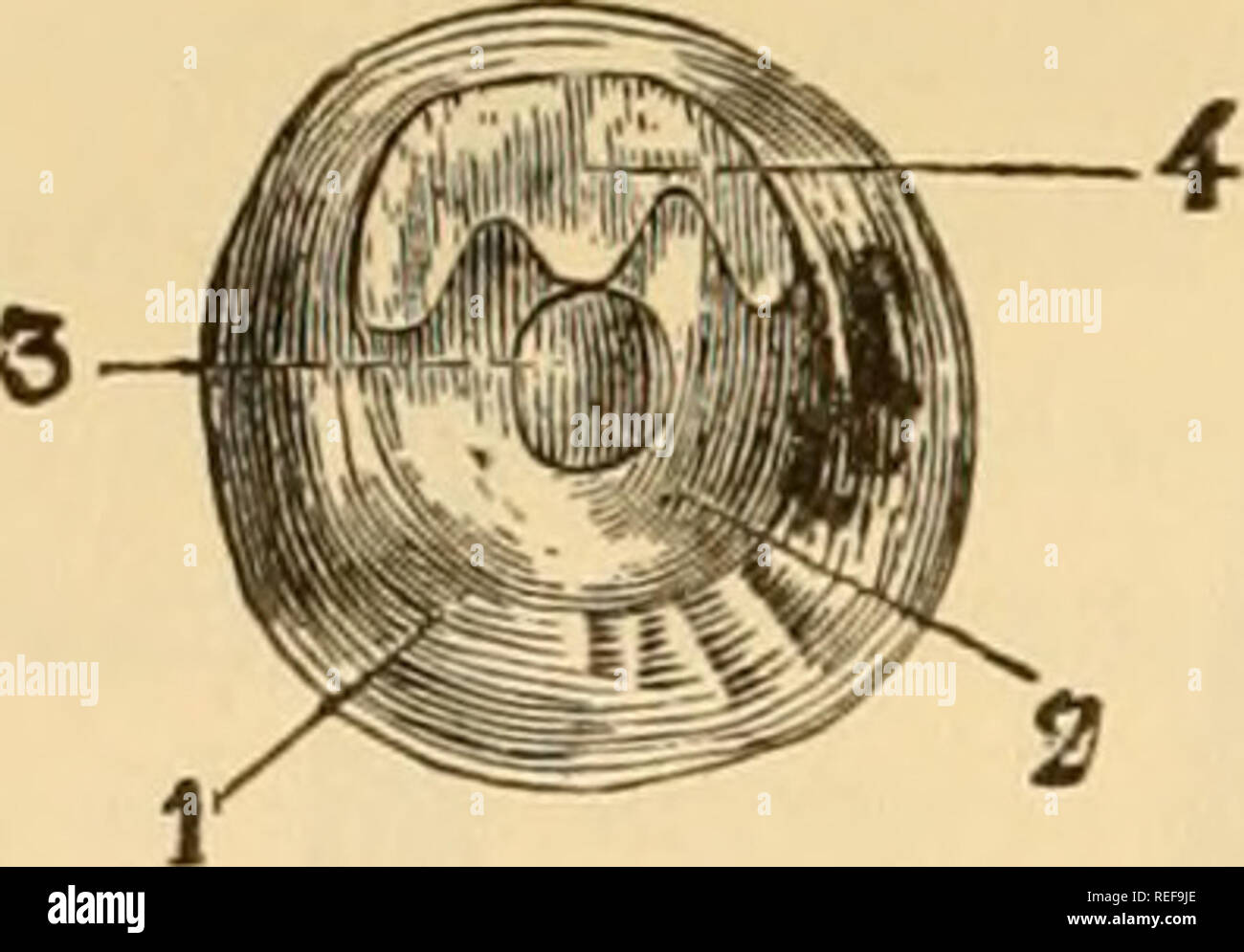 . The comparative anatomy of the domesticated animals. Horses; Veterinary anatomy. 978 GENERATIVE APPARATUS. glands, enclosed in a mass of connective tissue and unstriped fibres; they open into a common central canal, which terminates in the vas deferens. Urethra.—This canal is inflected like the letter S. Its diameter regularly diminishes from its commencement to its termination, wliich is not provided with a urethral tube, as in Solipeds. Internally it presents : 1. Immediately beyond the neck of the-bladder, a short, but very salient verumontanum, which divides into two mucous columns that  Stock Photo