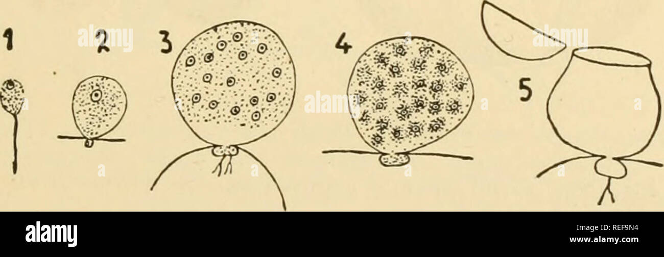 . Comparative morphology of Fungi. Fungi. ,.„FlG- 20-—Rhizidiomyces apophysatus. 1. Oogonium of Saprolegnia with sporangia in different stages of development. 2. Beginning germination. 3. Beginning differentiation of zoospores. ( X 360; after Zopf, 1885.) rounds itself with a firm membrane and becomes a hypnospore, whose method of germination is unknown. The Entophlycteae continue the tendency of the Rhizophideae, first formulated by Atkinson (1909a), to penetrate deeper into the host cell. In Diplophlyctis intestina, a hemiparasite on Nitella, the zoospores, after. Please note that these imag Stock Photo