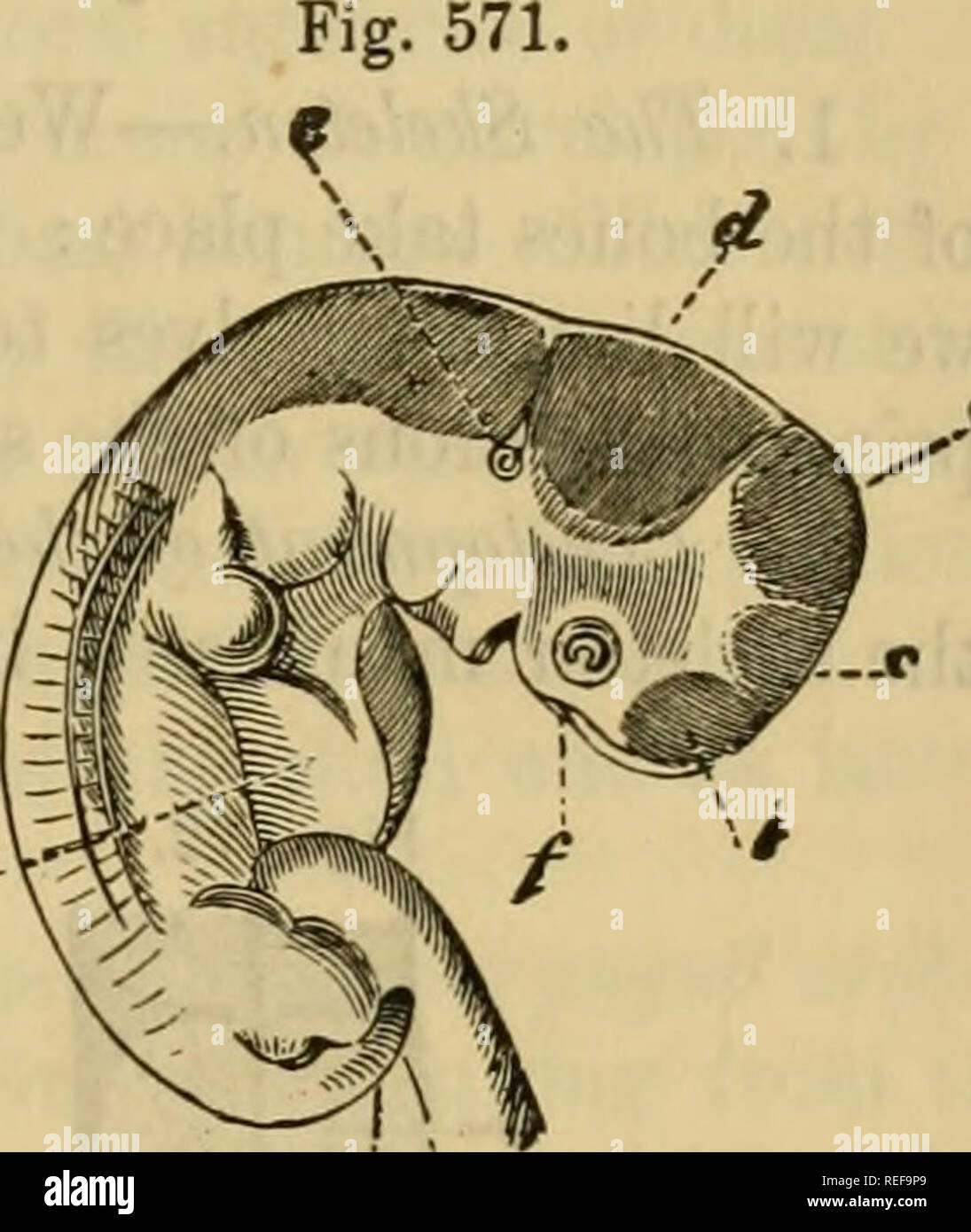 . The comparative anatomy of the domesticated animals. Veterinary anatomy. THE FCETUS. 1037 and which becomes the membrana tympani; the internal portion is the middle ear and Eustachian tube ; the external portion is the external auditory canal. The ossicula auditus appear in a cartilaginous state towards the third month ; they gradually ossify, and have scarcely acquired their definitive volume at birth. The external ear {concha) is developed beneath the integument after the second month. 3. Olfactory apparatus.—This commences by two depressions of the epider- mic lamina, analogous to the aud Stock Photo