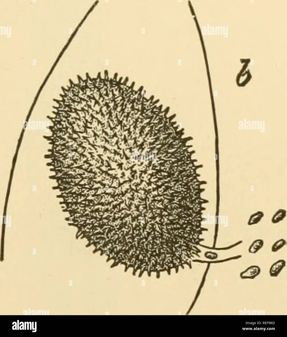. Comparative morphology of Fungi. Fungi. Fig. 16.—Pscudolpidium Saprolegniae. a, swollen host hyphae with 3 sporangia; b, hypnospore. (X 320; after A. Fischer, 1882.) The empty male cell membranes remain connected to the zygote as &quot; appendiculate cells.&quot; The further fate of the nuclei is unknown. The endospore becomes brown and thickened while the echinulate exposore remains hyaline. They germinate by zoospores which discharge through an emission collar (Barrett, 1912). Pseudolpidium Saprolegniae, also parasitic on Saprolegnia, in structure and habit resembles Olpidiopsis but differ Stock Photo