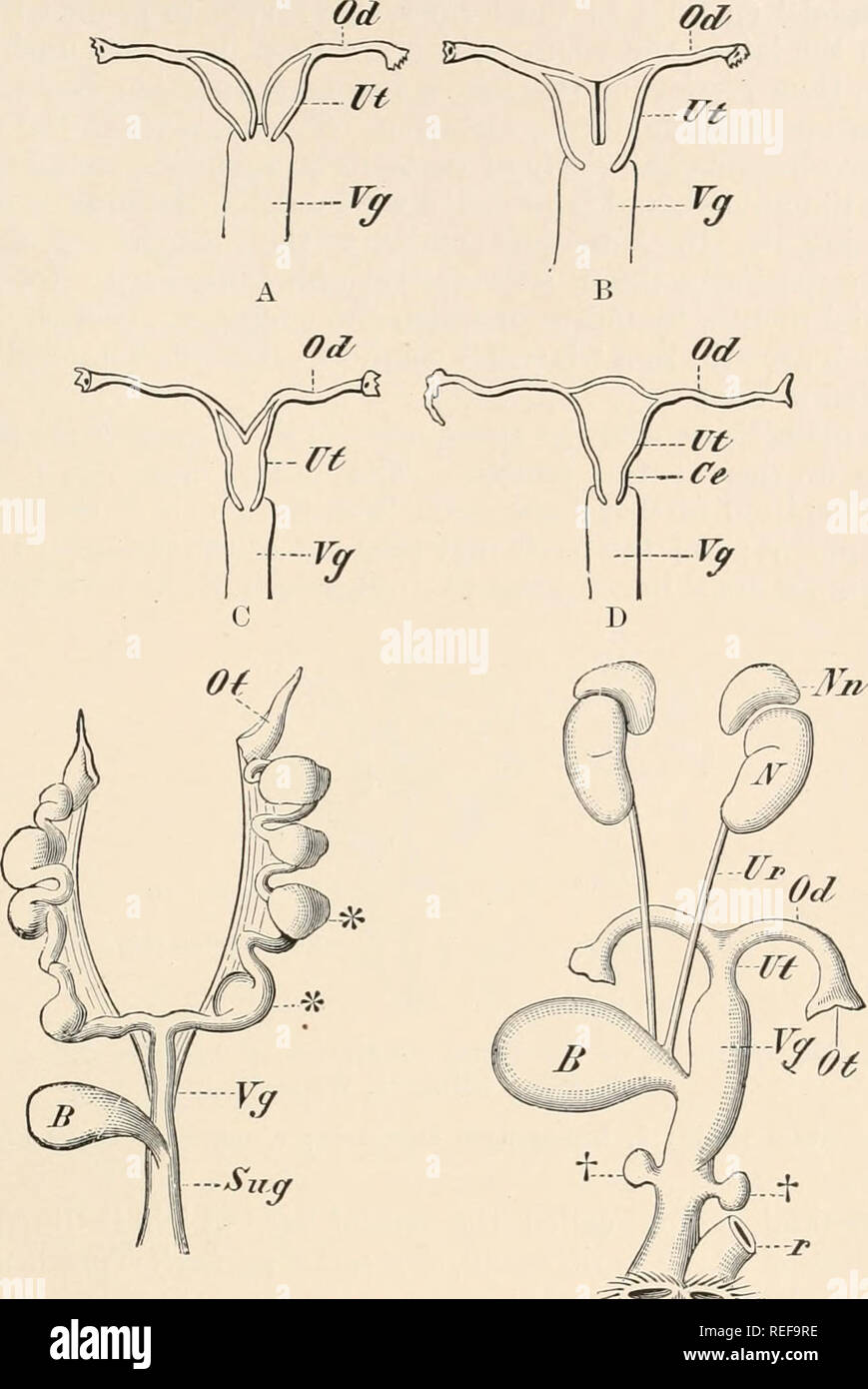 . Comparative anatomy of vertebrates. Anatomy, Comparative; Vertebrates. GENITAL ORGANS 481. E F FIG. 361.—VARIOUS FORMS OF UTERI. A, B, C, D, diagrams showing the different stages in the fusion of the Miillerian ducts : A, uterus duplex ; B, uterus bipartitua ; C, uterus bicornis ; D, uterus simplex ; E, female urino- genital apparatus of Muxtditia, containing embryos (* *) in the uterus ; F, ditto of Hedgehog (Erinaceus). B, urinary bladder; Ge, cervix uteri; JV, kidney ; Wii, adrenal; Od, Fallopian tube ; Of, abdominal aperture of Fallopian tube; r, rectum ; Sug, iirino- genital canal; Ur,  Stock Photo